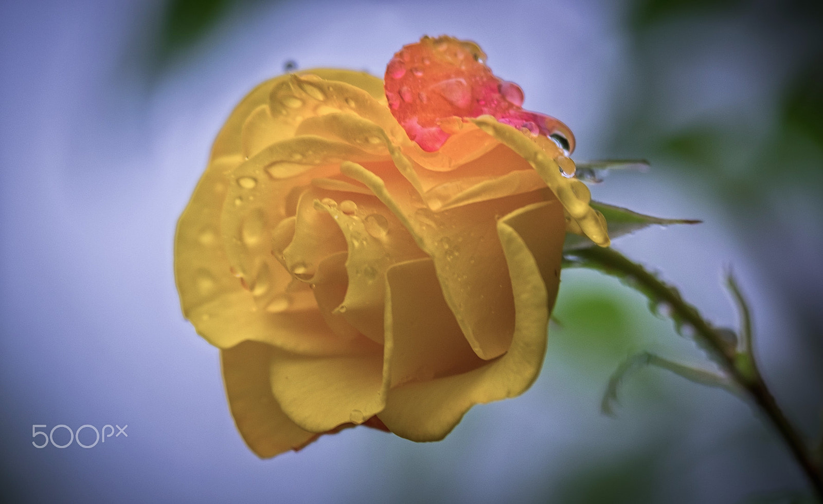 XF50-140mmF2.8 R LM OIS WR + 1.4x sample photo. Edit photography