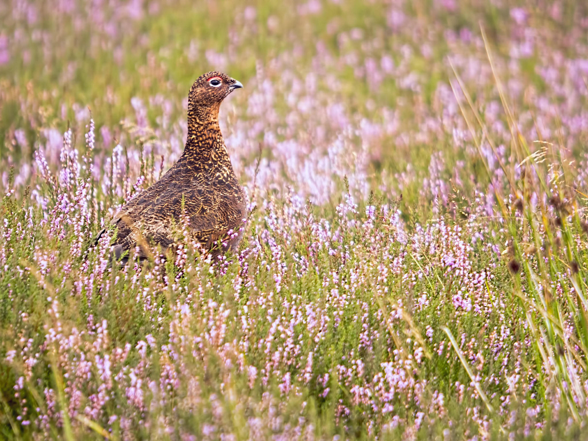 Olympus OM-D E-M5 II sample photo. A red grouse amongst the flowering heather photography