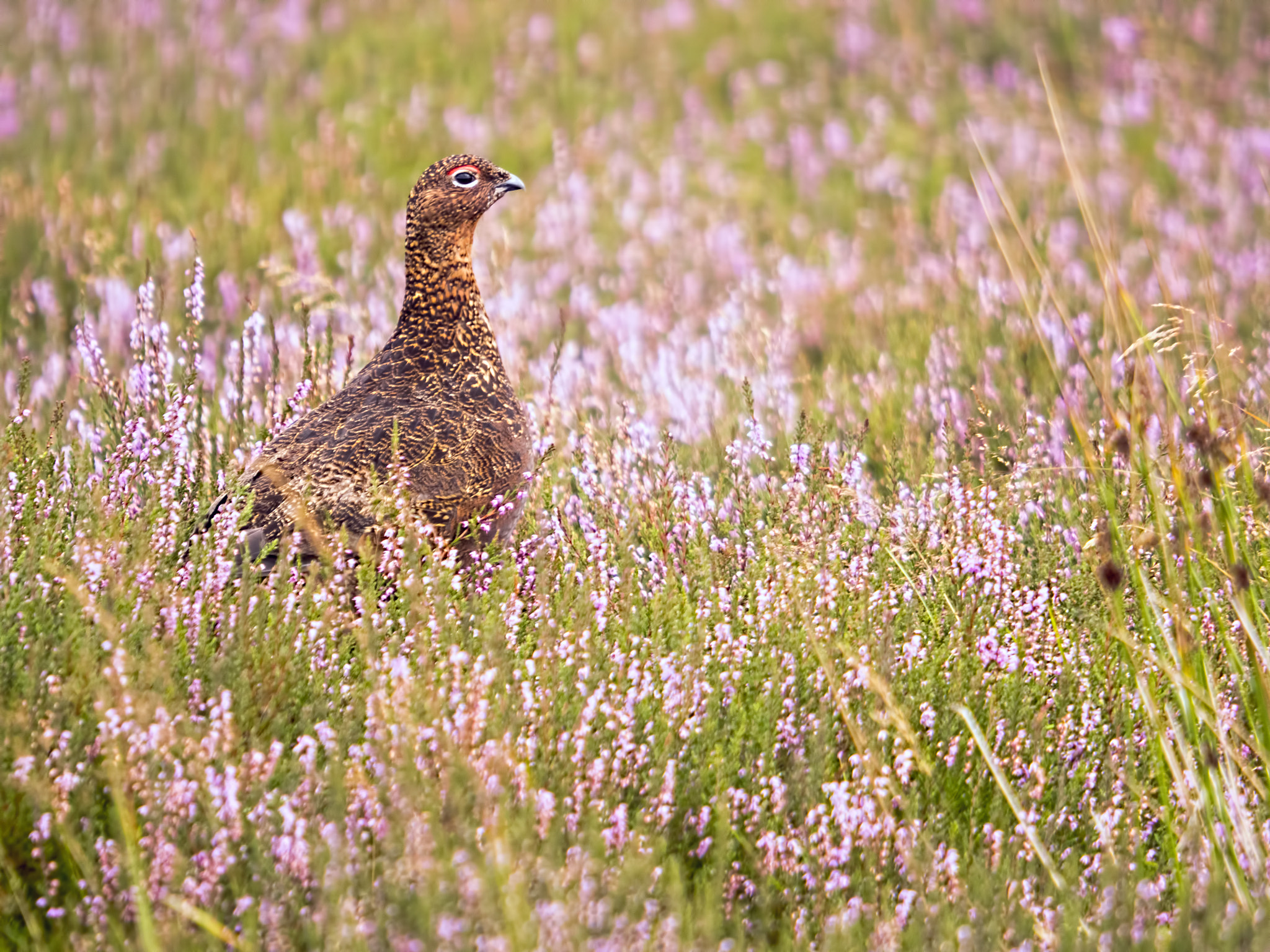Olympus OM-D E-M5 II + SIGMA 50-500mm F4-6.3 DG HSM sample photo. A red grouse amongst the flowering heather photography
