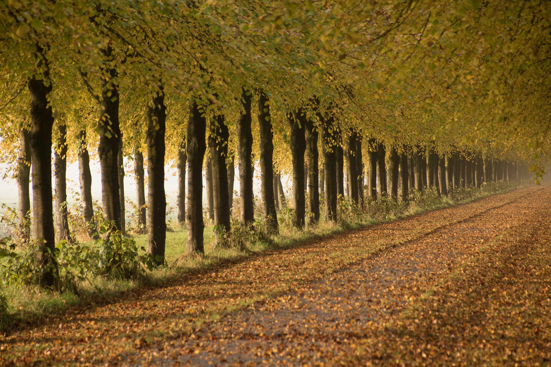 Sony a99 II sample photo. Autumn colors ii photography