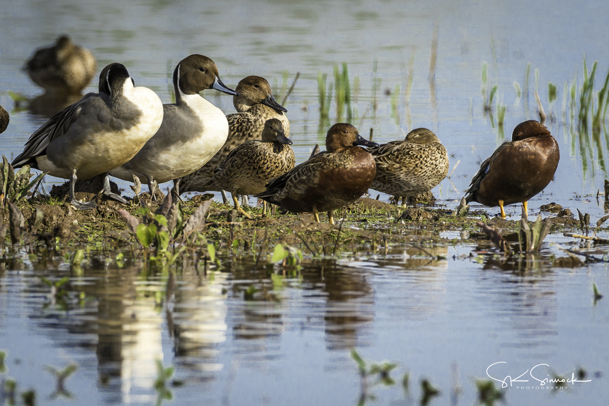 Nikon D800 sample photo. Duck soup photography