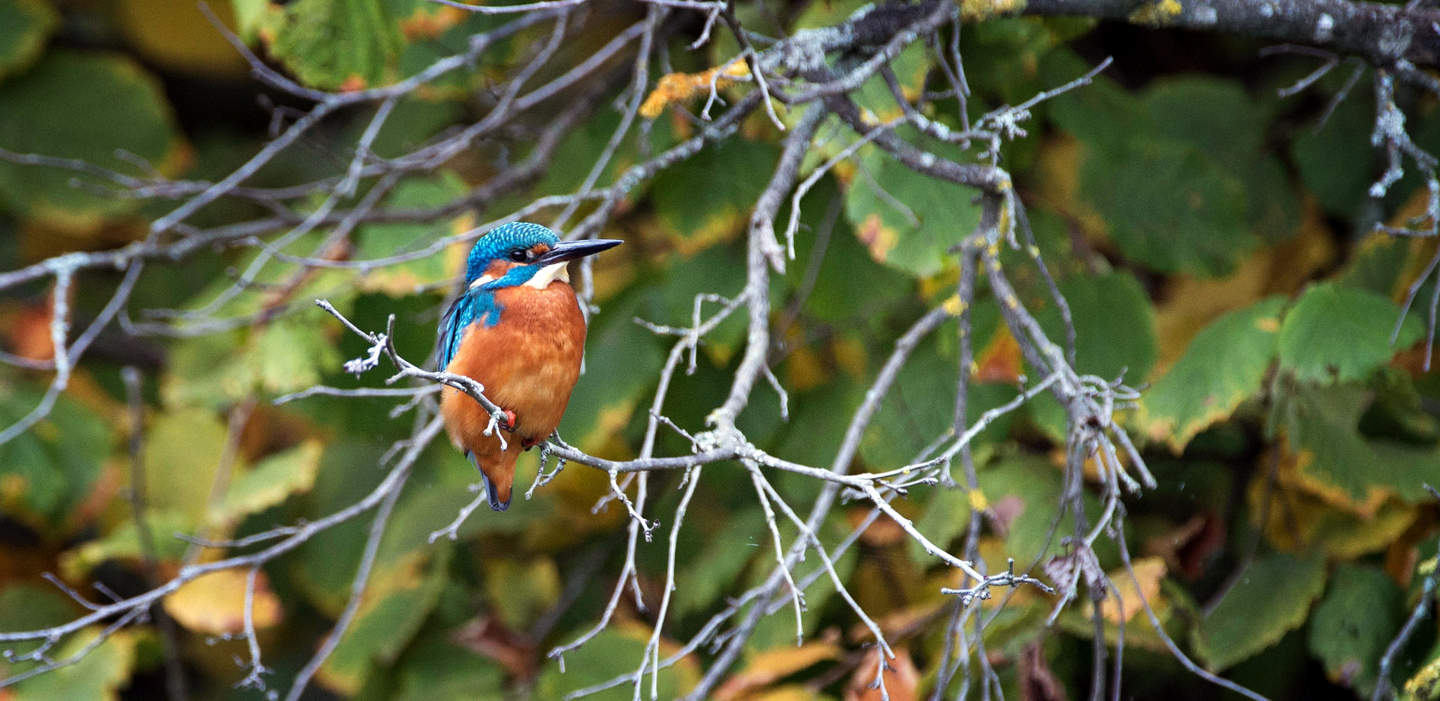 Nikon D4S + Nikon AF-S Nikkor 400mm F2.8G ED VR II sample photo. 30395508530.jpg photography