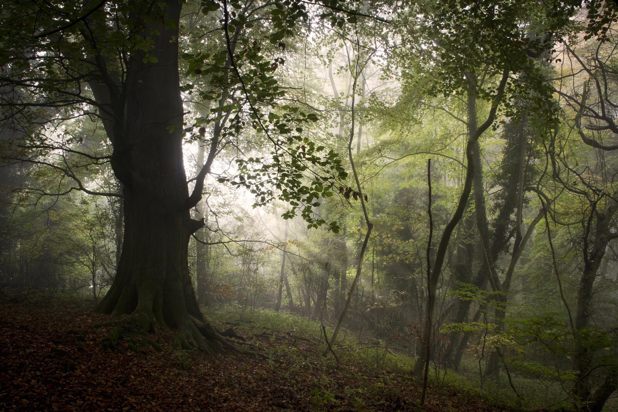 Canon EOS 60D + Sigma 18-125mm f/3.5-5.6 DC IF ASP sample photo. Misty woods photography