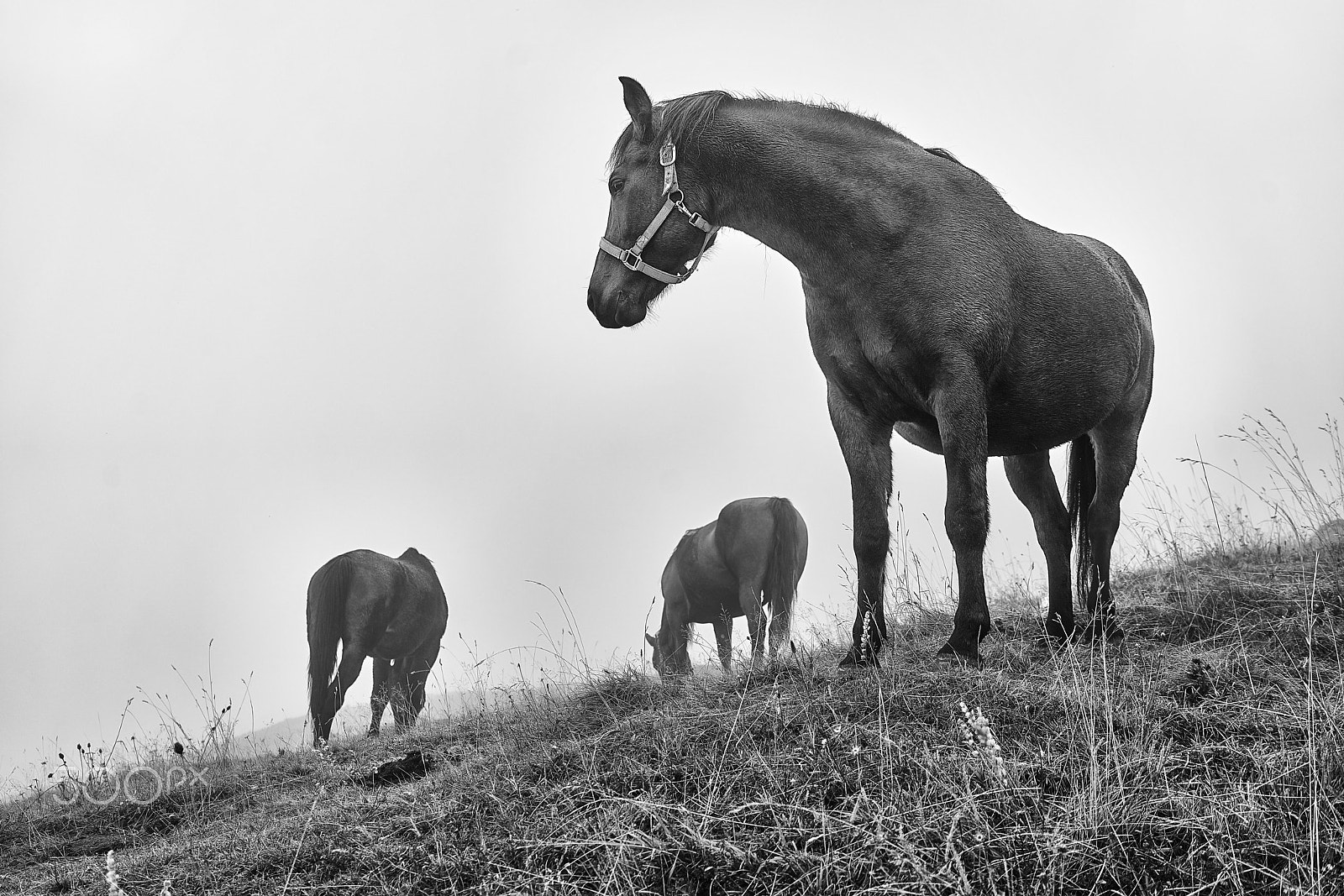 Sony a7R II + Sony Sonnar T* FE 35mm F2.8 ZA sample photo. Horses in the high mountains photography