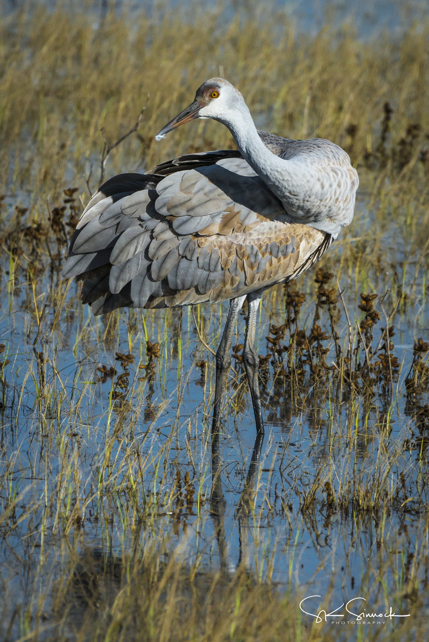Nikon D800 sample photo. Sandhill crane photography
