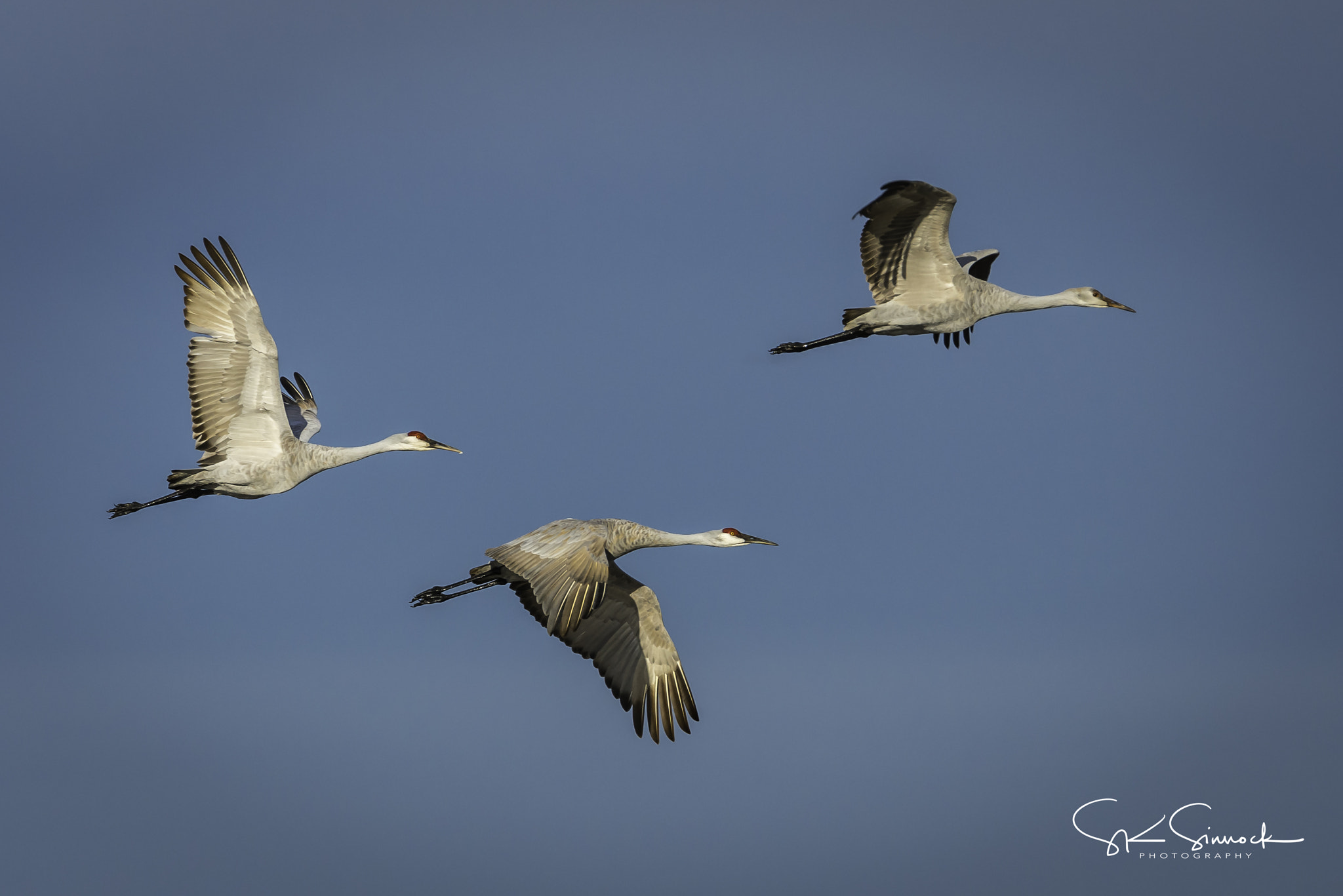 Nikon D800 sample photo. Sandhill cranes photography