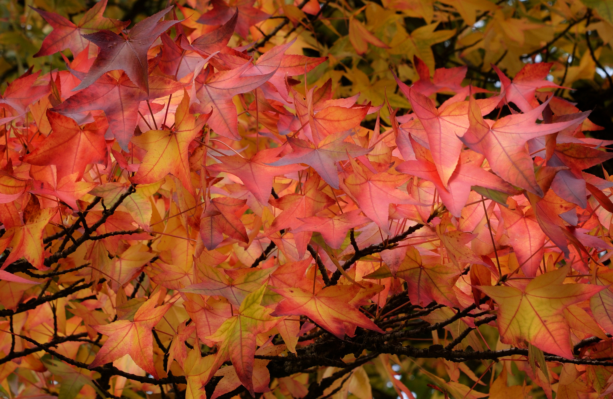 Nikon AF-S Micro-Nikkor 60mm F2.8G ED sample photo. Before leaf fall photography