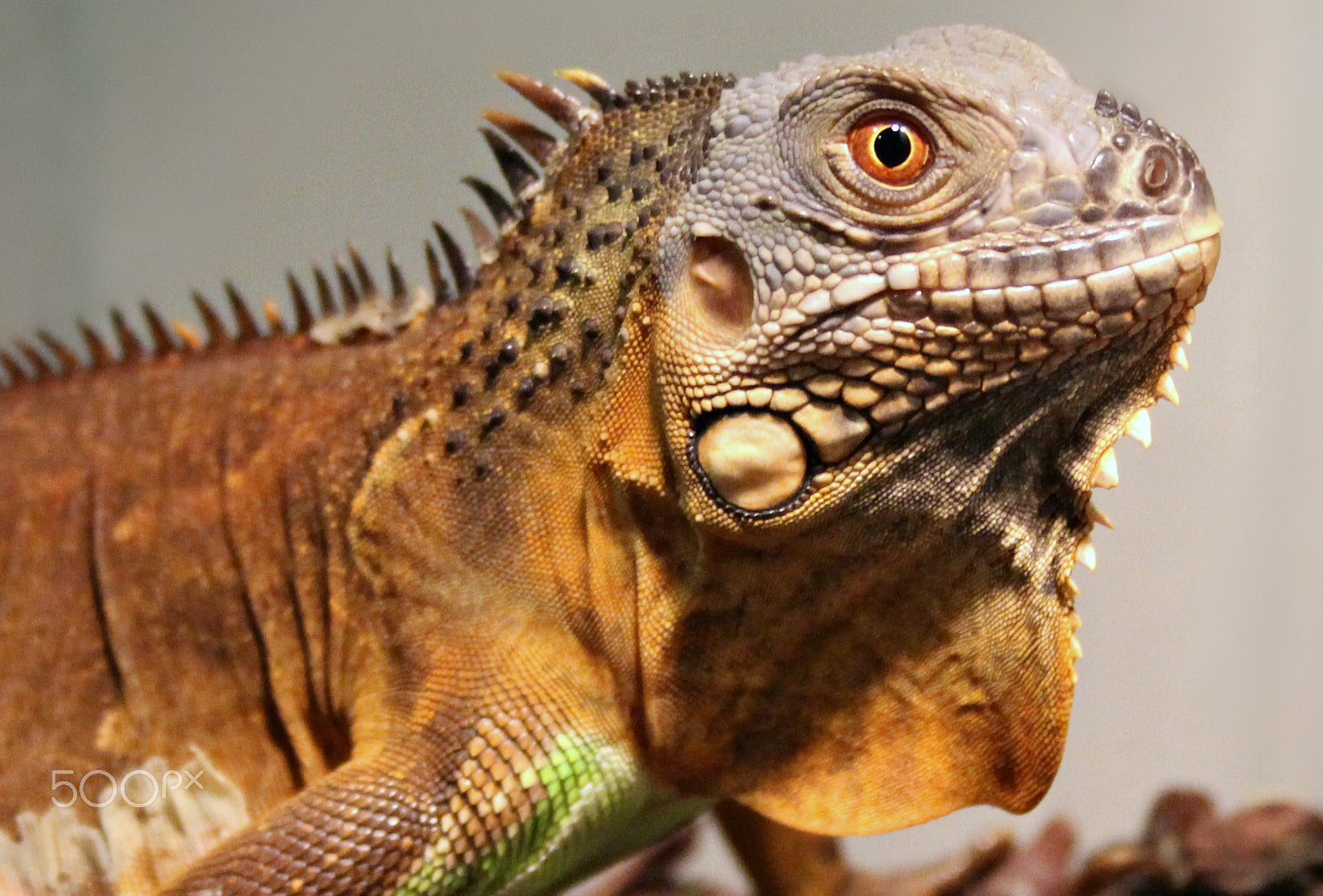 Canon EF-S 18-55mm F3.5-5.6 II sample photo. Godzilla photography
