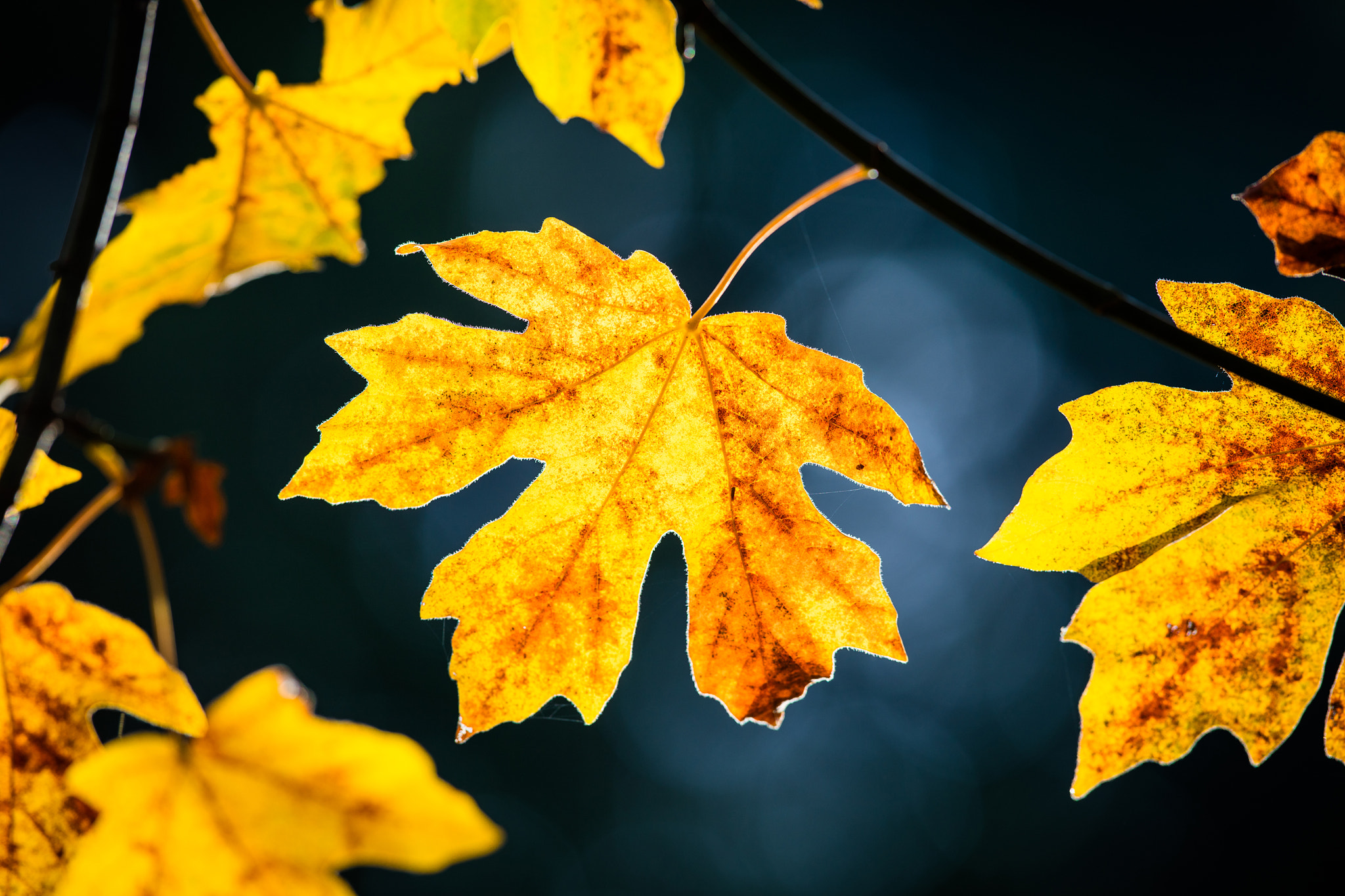 Canon EF 300mm F2.8L IS II USM sample photo. Leaf photography