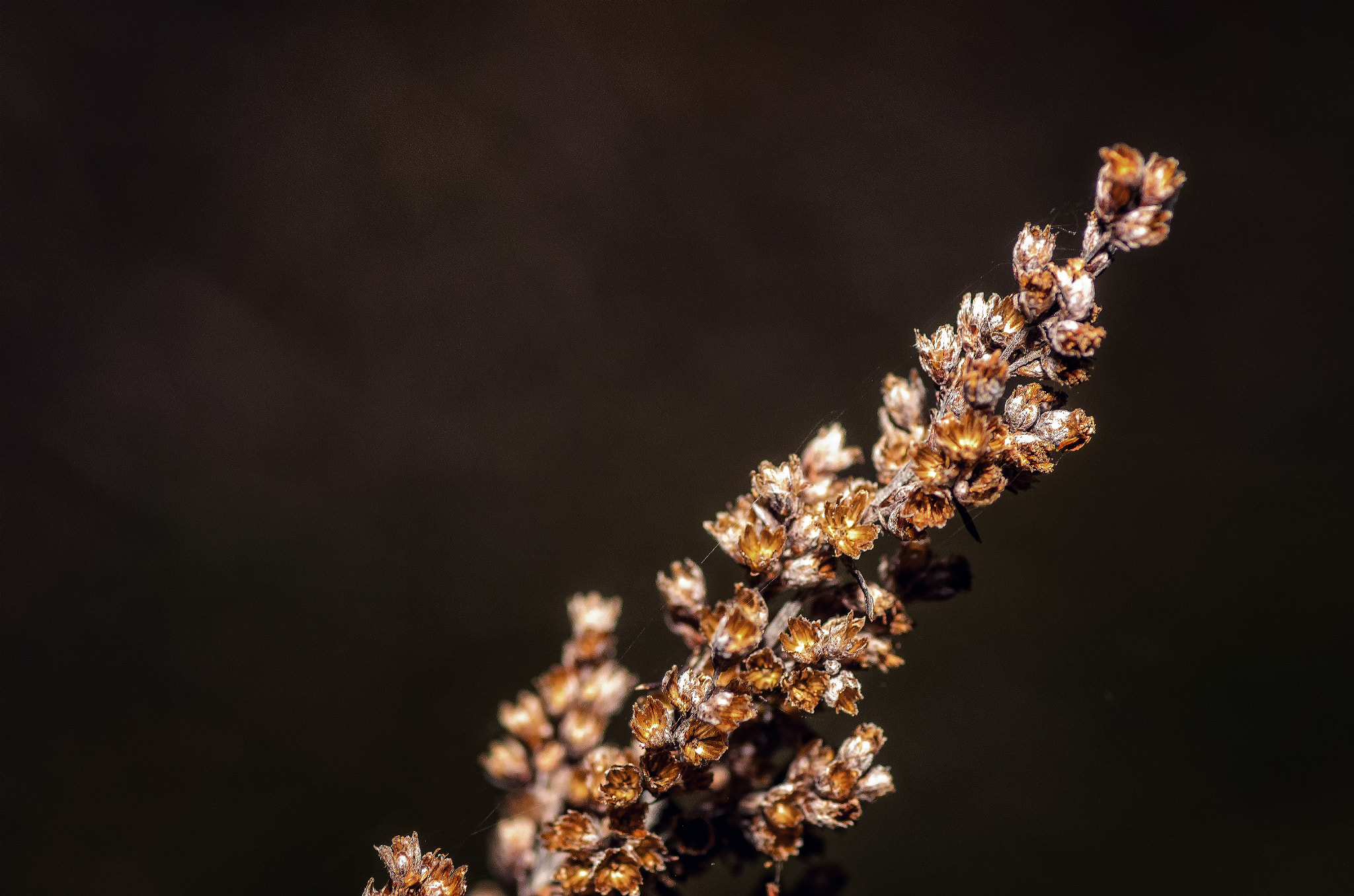 Tokina AT-X Pro 100mm F2.8 Macro sample photo. Clouded reality photography