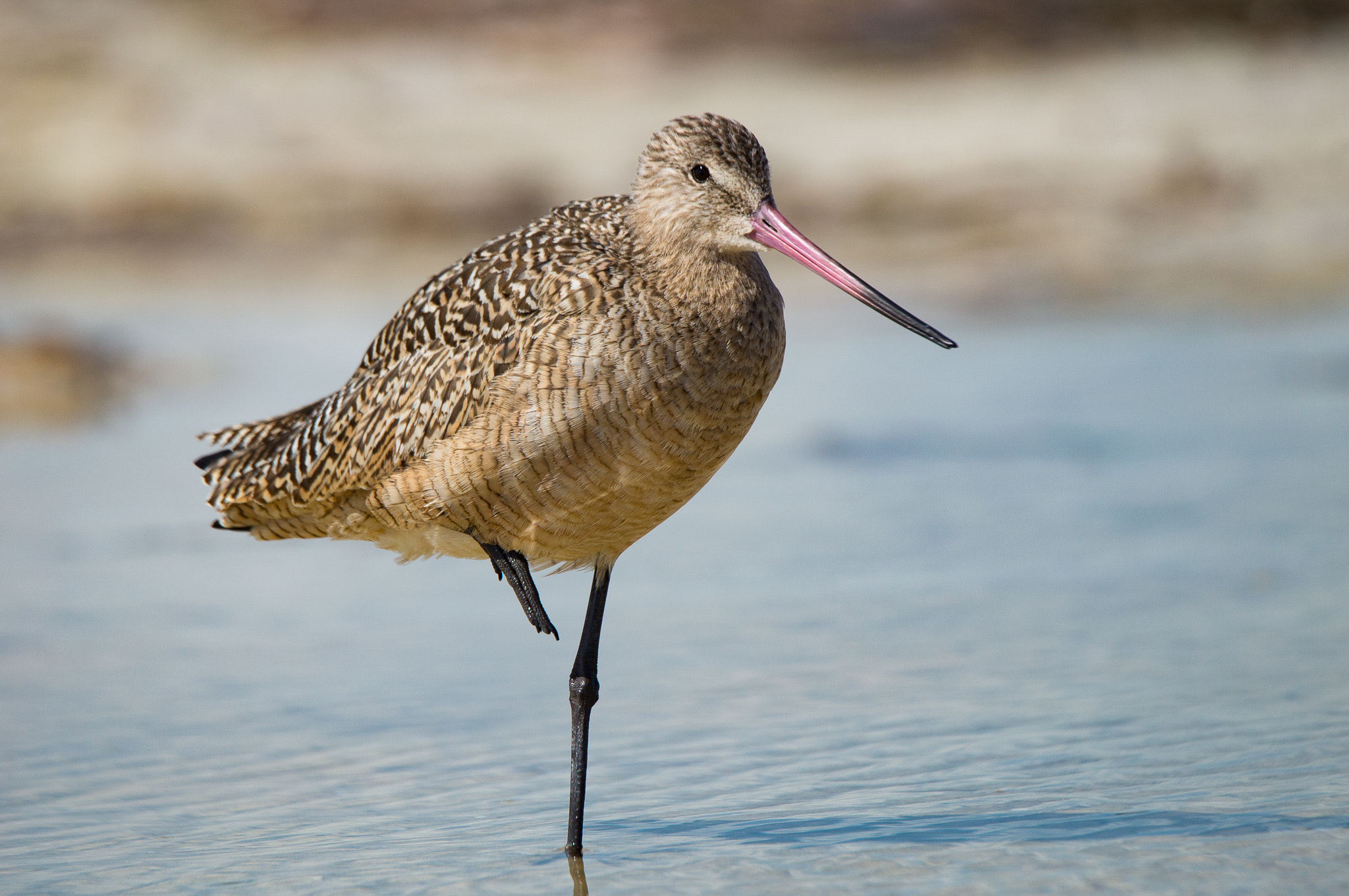 Sony SLT-A57 + Tamron SP 150-600mm F5-6.3 Di VC USD sample photo. Marbled godwit at the beach photography