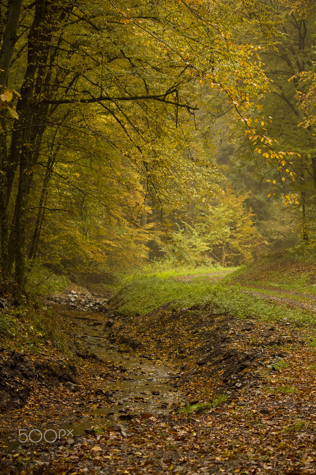 Canon EF-S 55-250mm F4-5.6 IS sample photo. Golden forest photography