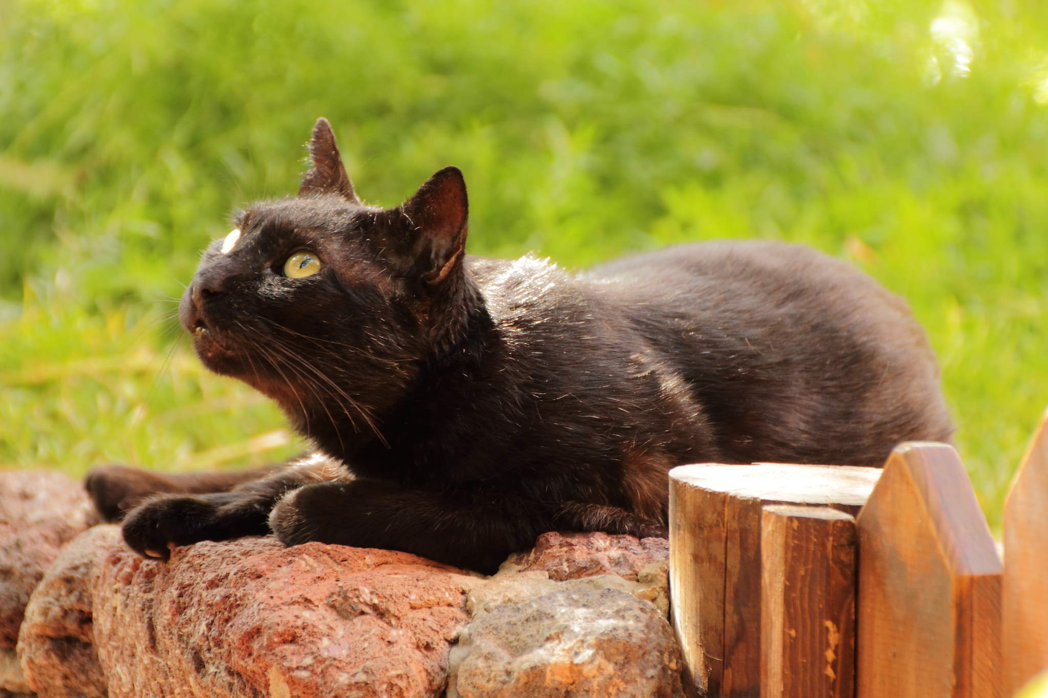 Canon EOS 60D + Tamron SP 35mm F1.8 Di VC USD sample photo. Hunting cat photography