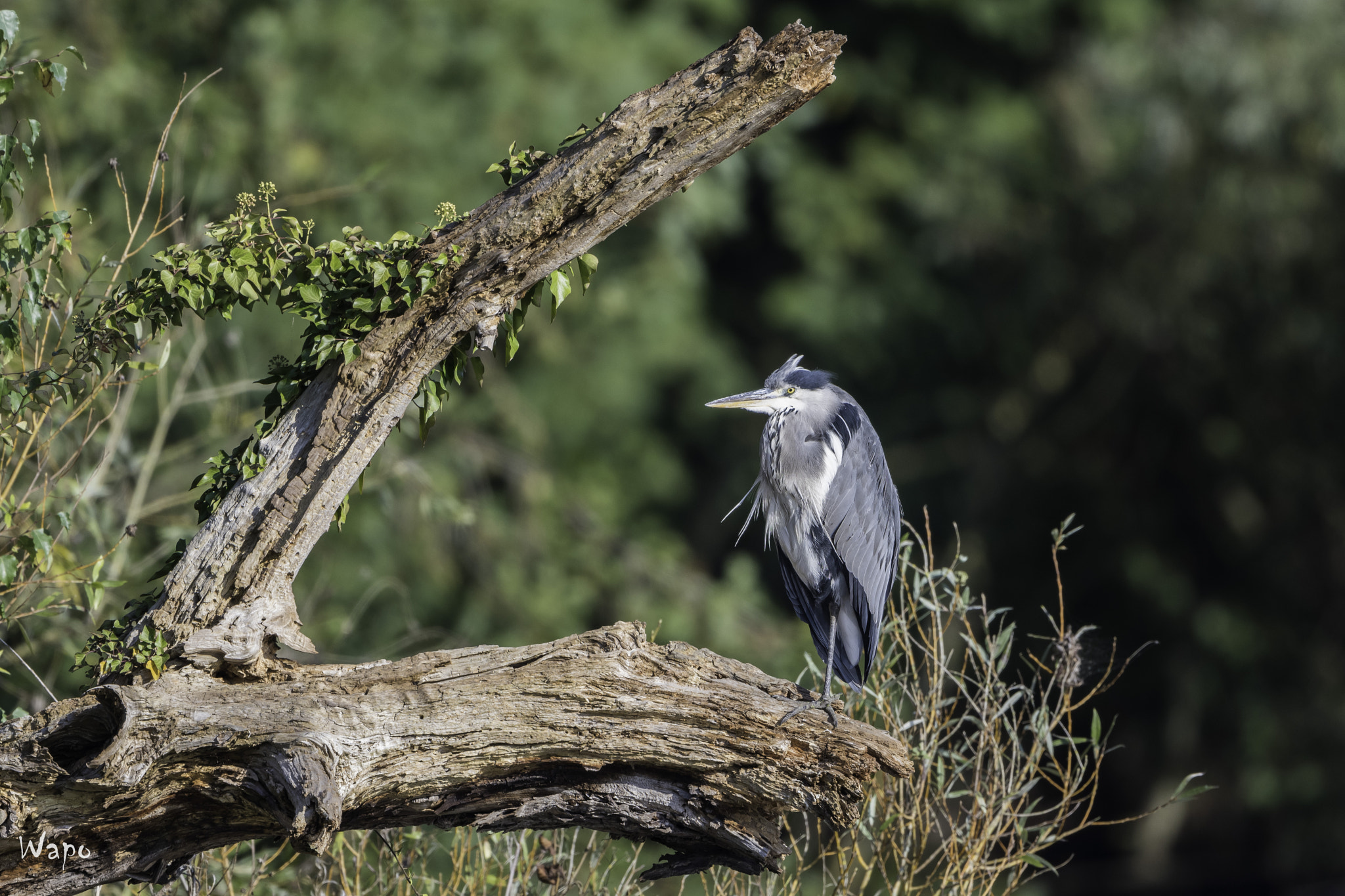 Nikon AF-S Nikkor 500mm F4E FL ED VR sample photo. Grey heron photography