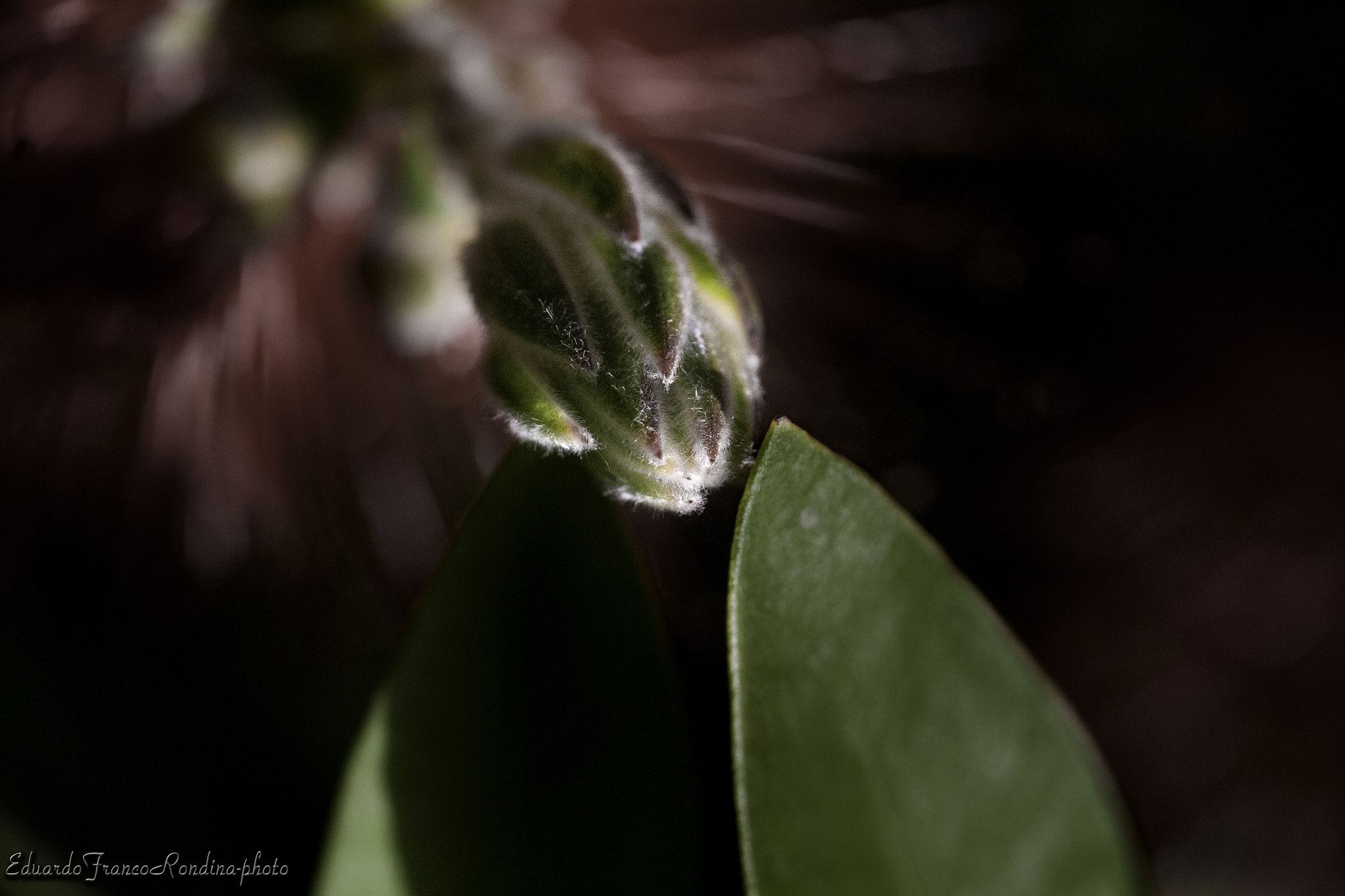 Canon EF-S 60mm F2.8 Macro USM sample photo. Complicated blossom photography