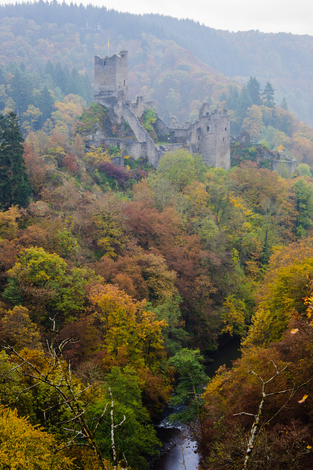 ZEISS Makro-Planar T* 50mm F2 sample photo. Niederburg photography