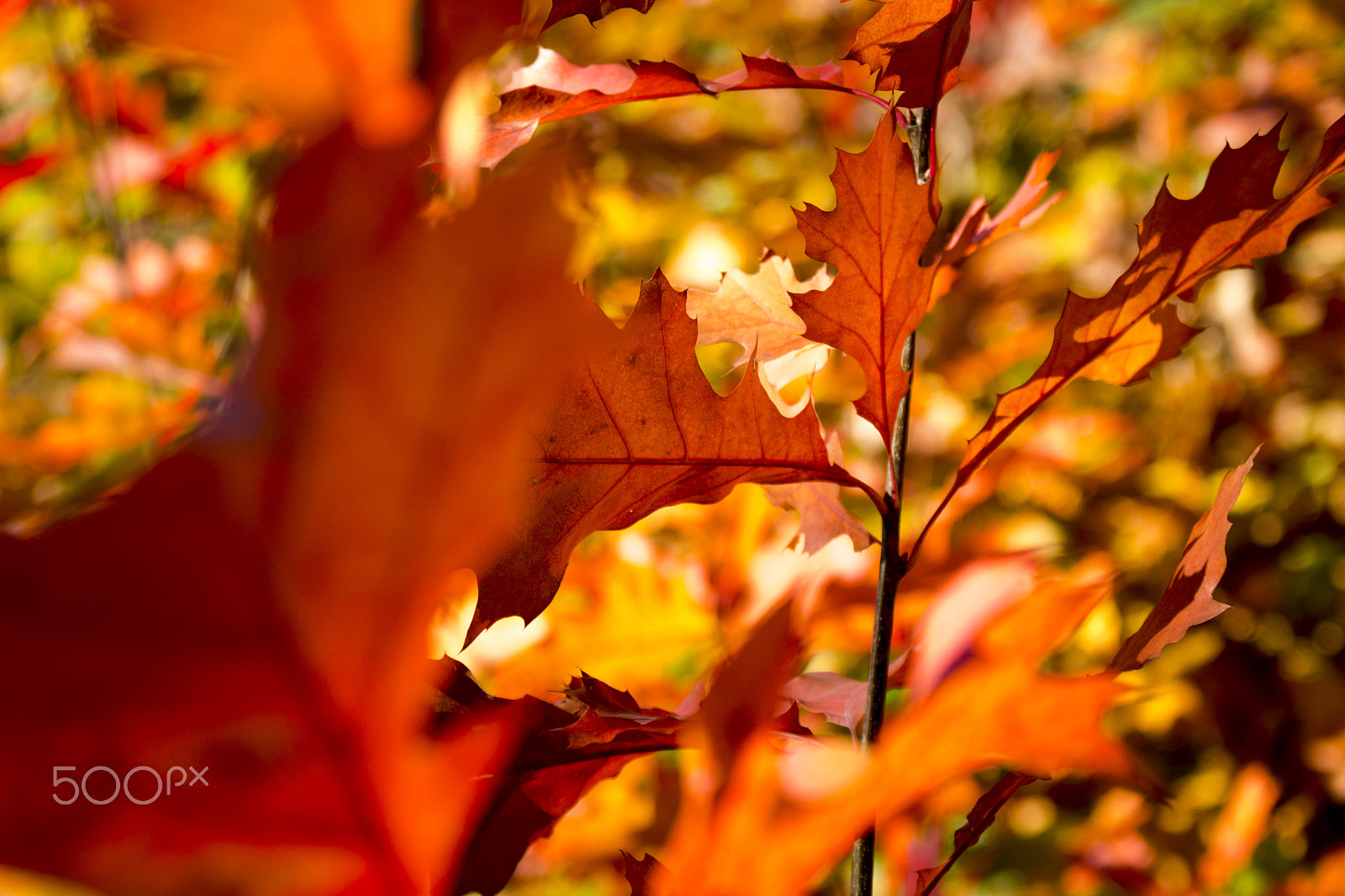 Canon EF 28-300mm F3.5-5.6L IS USM sample photo. On fire photography