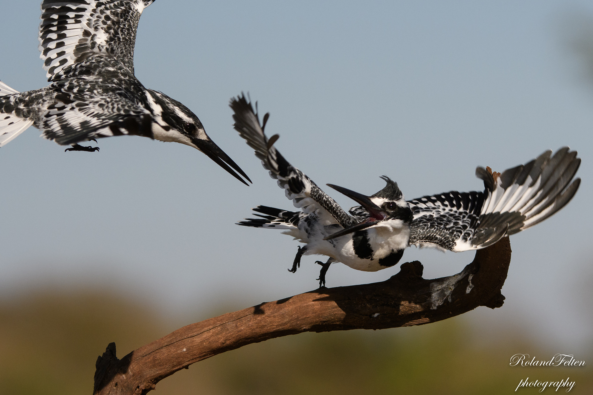 Nikon AF-S Nikkor 200-400mm F4G ED-IF VR sample photo. Disputing a perch photography