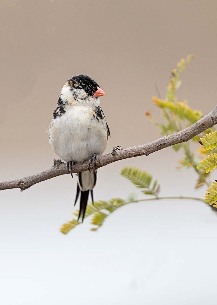 Canon EF 500mm F4L IS II USM sample photo. Juvenile pin tailed whydah photography
