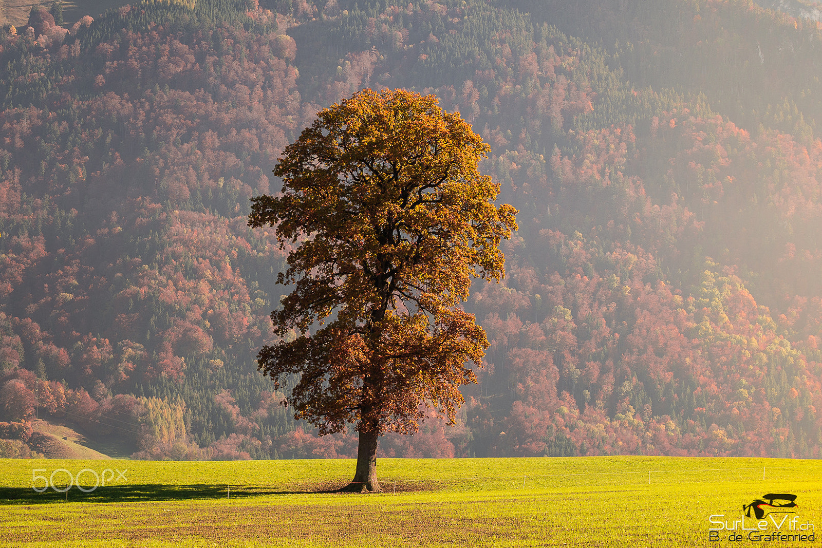 Nikon D610 sample photo. One tree photography