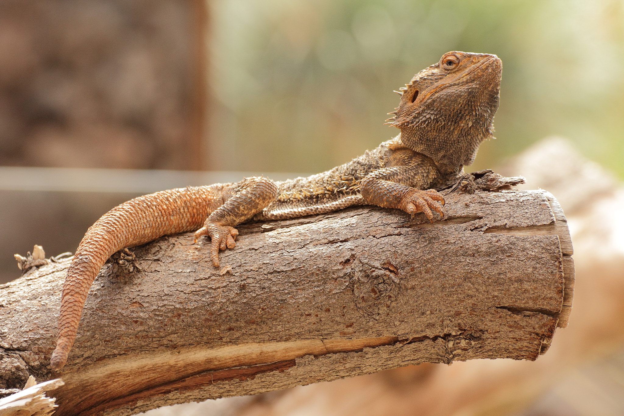 Tamron SP 35mm F1.8 Di VC USD sample photo. Lizard photography
