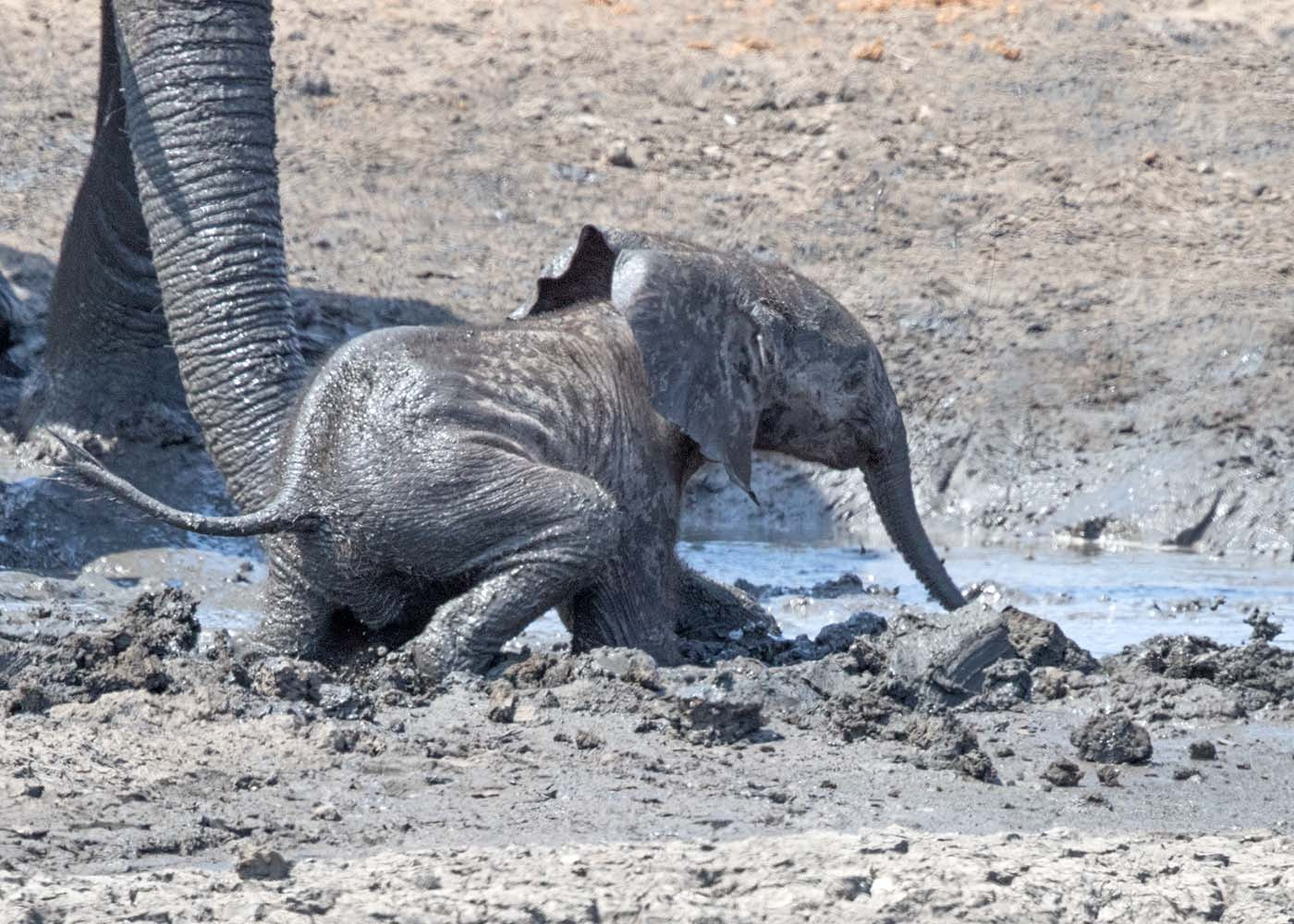 Canon EF 500mm F4L IS II USM sample photo. Baby elephant in the mud photography