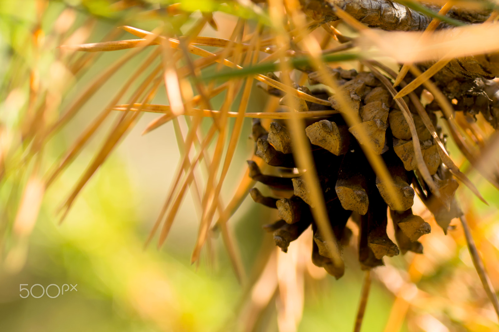 Sony ILCA-77M2 + Tamron SP AF 90mm F2.8 Di Macro sample photo. Pine apple photography