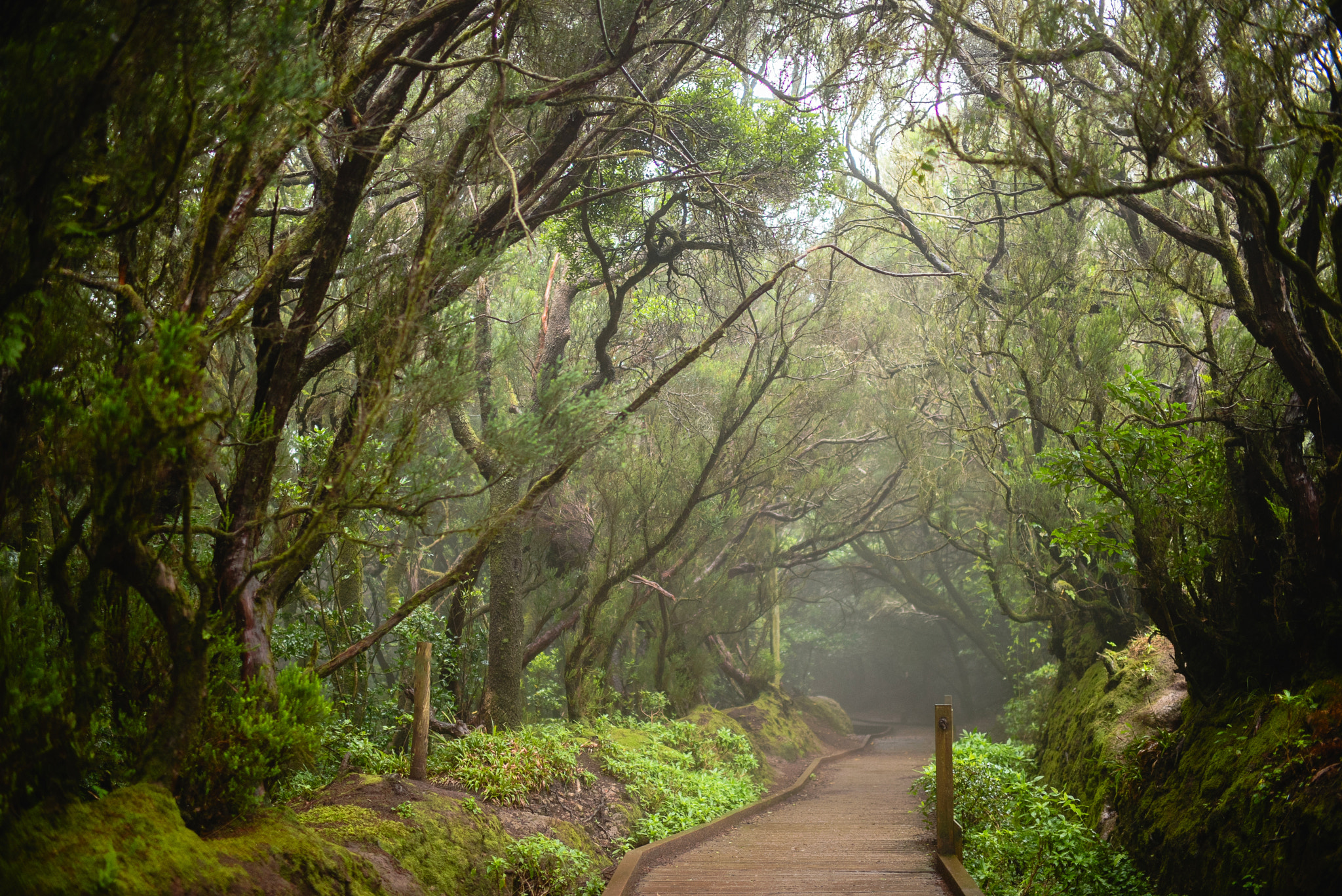 Nikon D810 + Nikon AF-S Nikkor 35mm F1.4G sample photo. Anaga forest photography