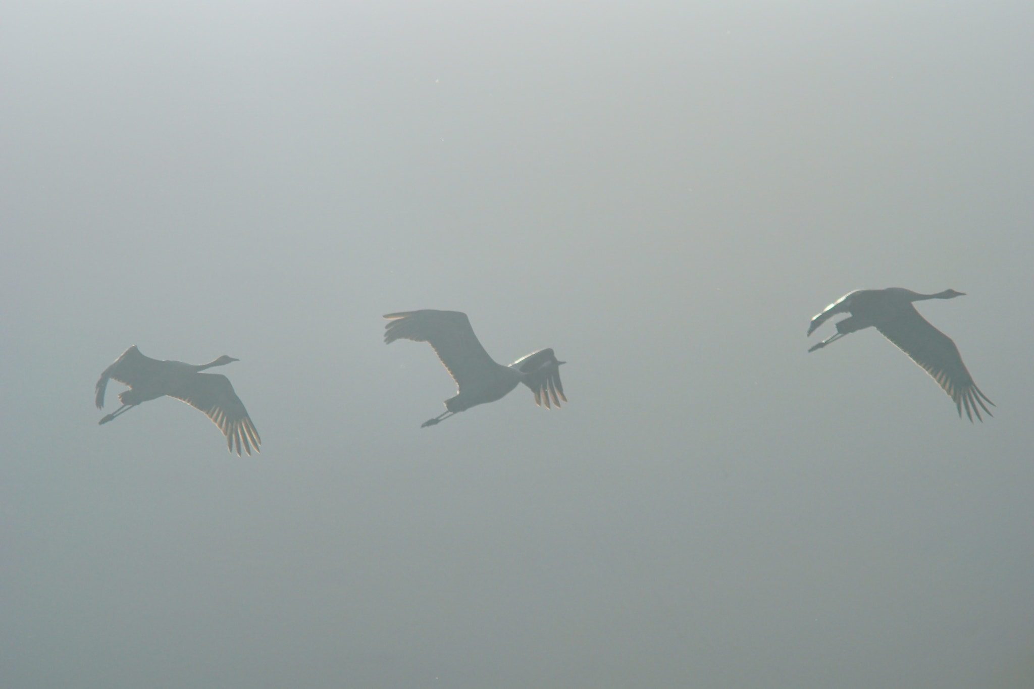 Minolta AF 80-200mm F2.8 HS-APO G sample photo. Is it a dream or real? photography