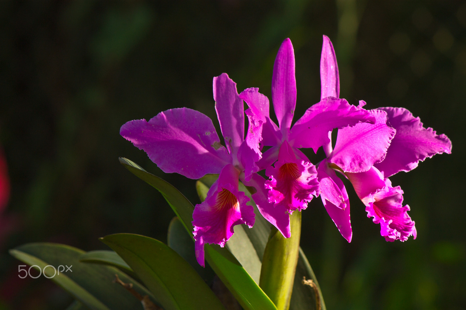 Canon EF-S 55-250mm F4-5.6 IS sample photo. 9403086294.jpg photography