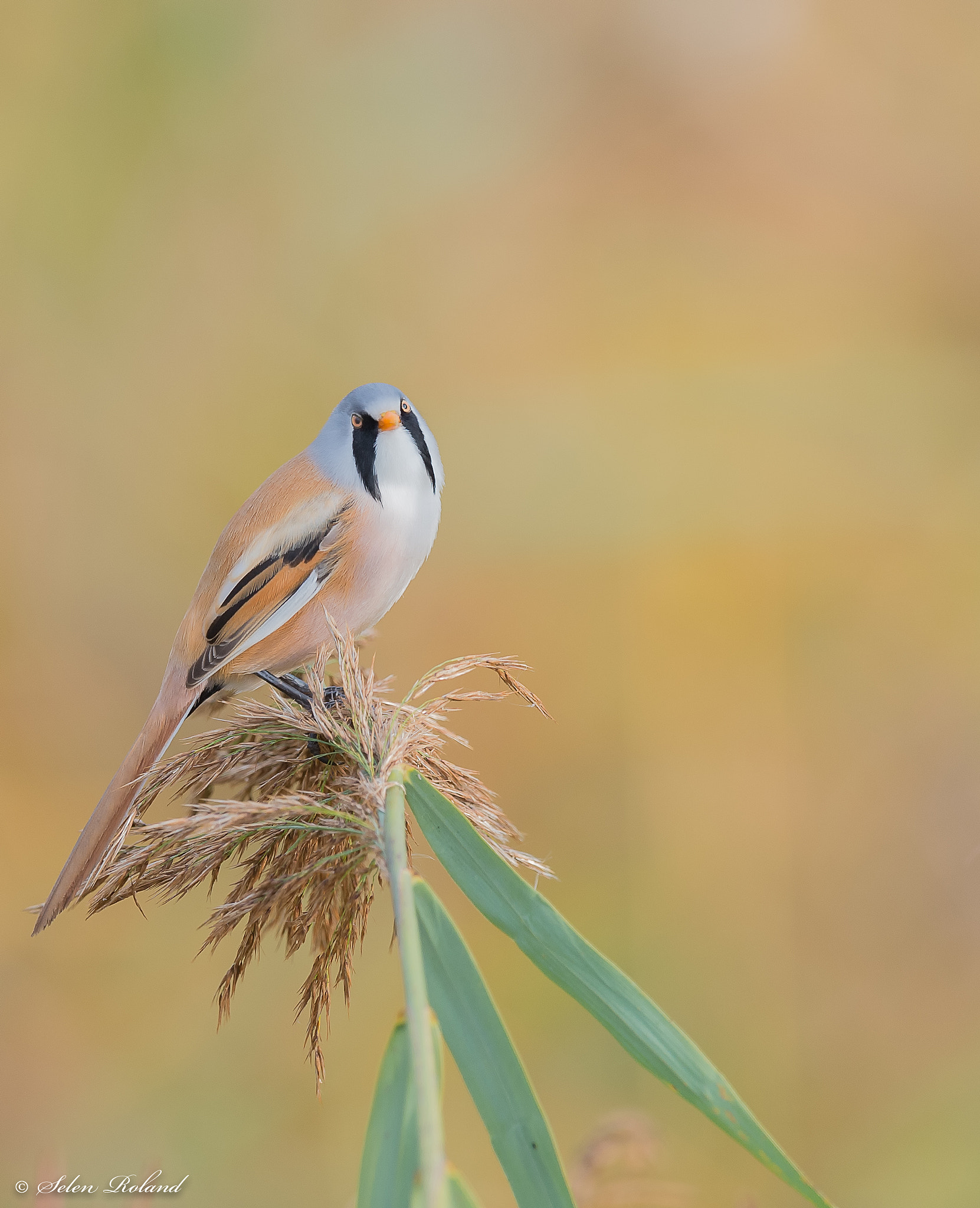 Nikon D4 sample photo. Baardmannetje - bearded tit photography