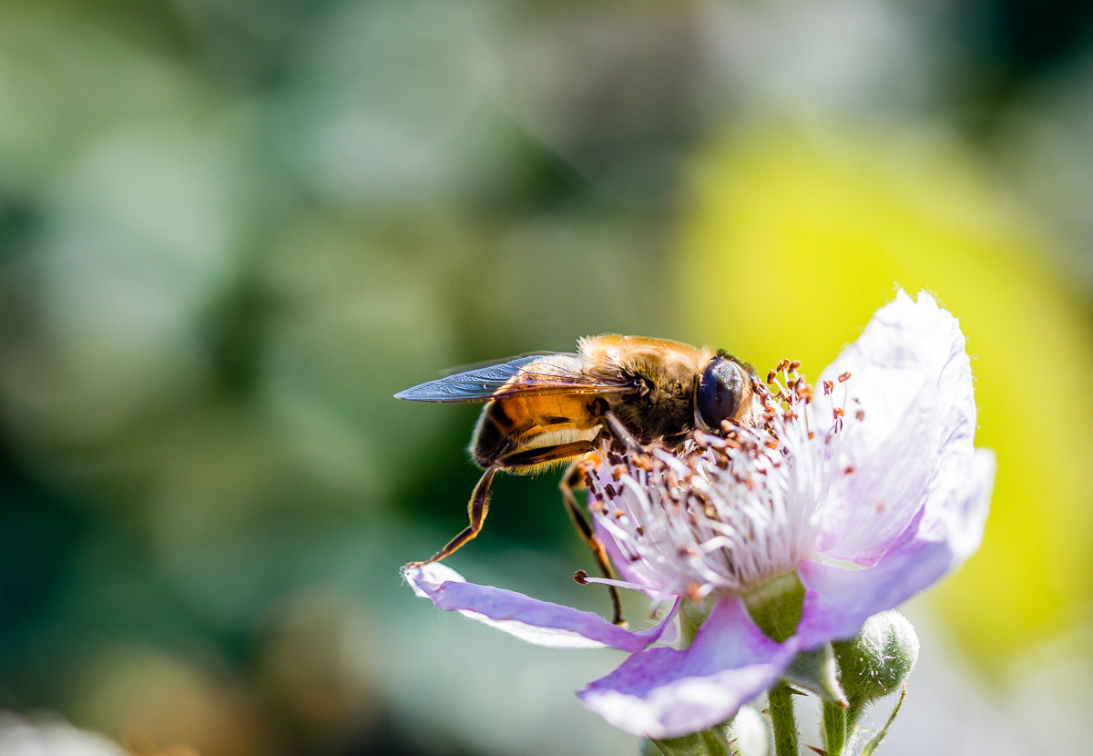 Canon EF-S 60mm F2.8 Macro USM sample photo. Img photography