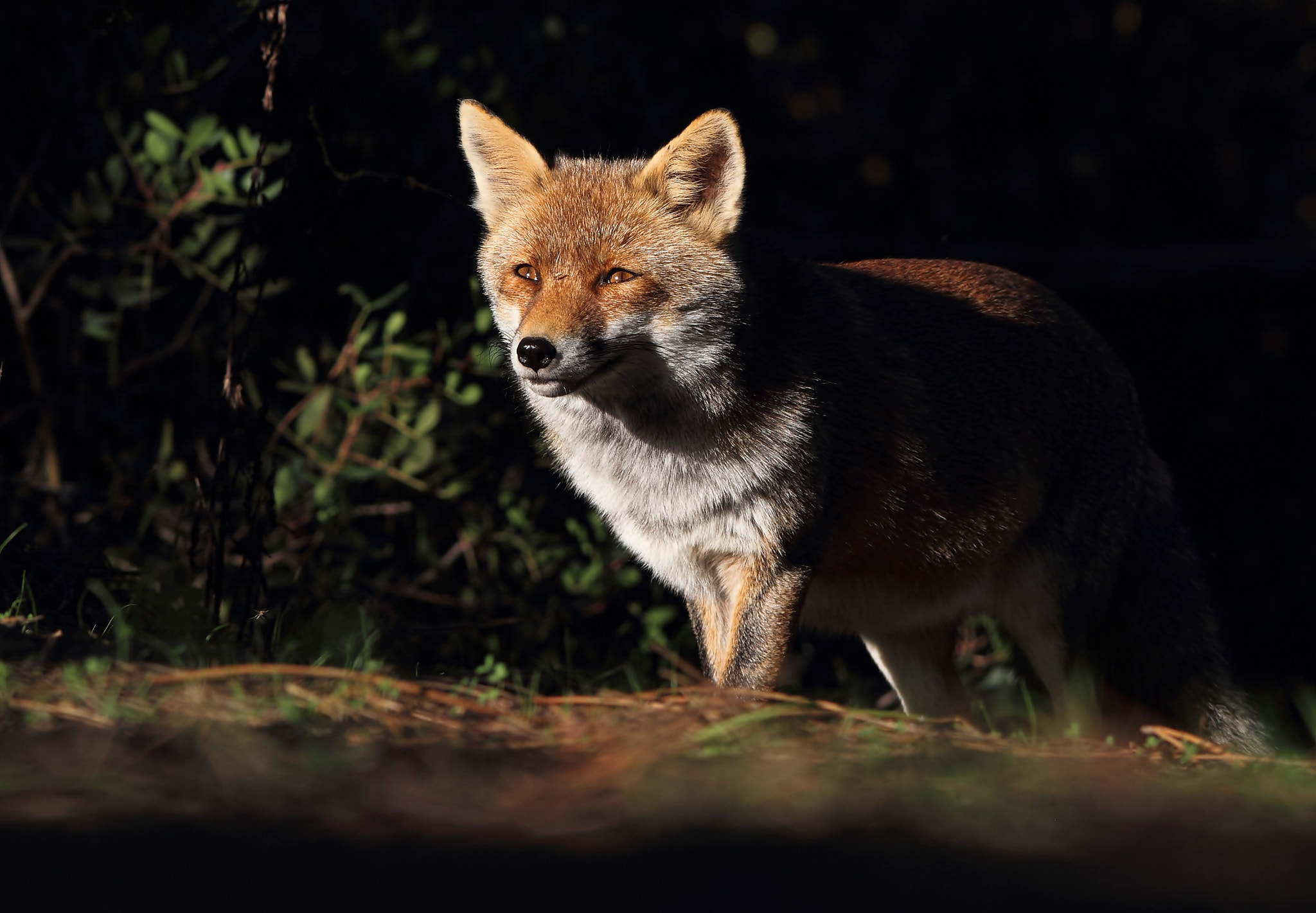 Sigma 150-500mm F5-6.3 DG OS HSM sample photo. Red fox, volpe rossa  photography