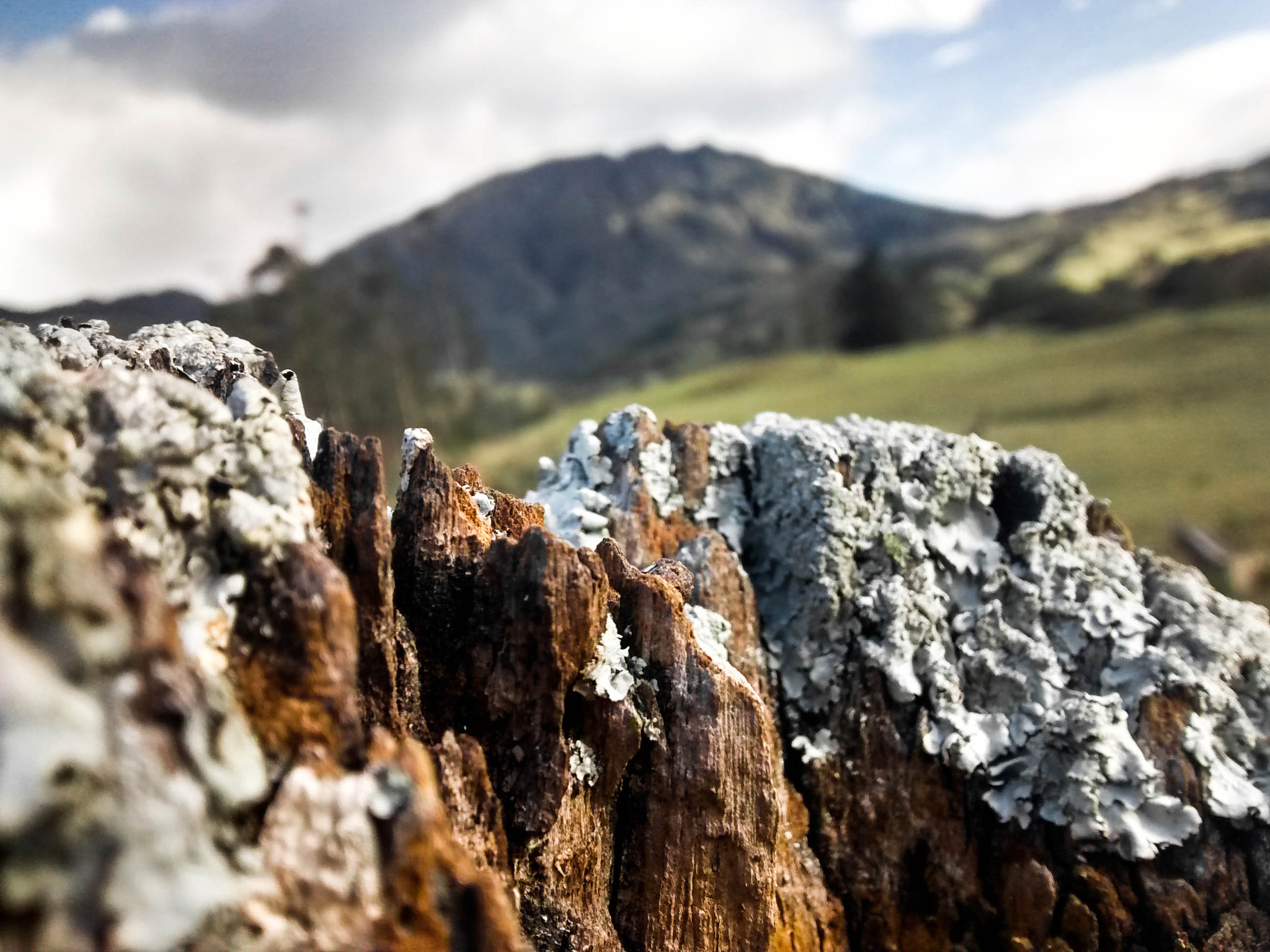 Motorola Moto G with 4G LTE (1st Gen) sample photo. Landscape and trunk photography