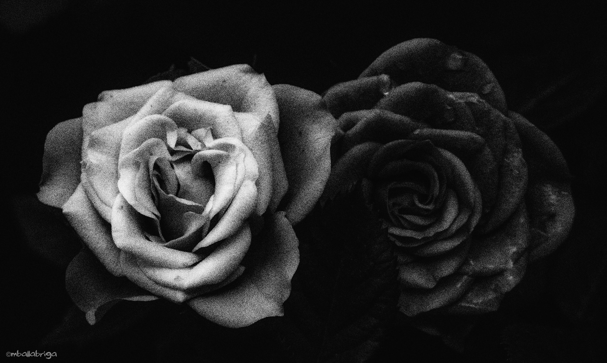 Olympus Stylus XZ-10 sample photo. Roses photography