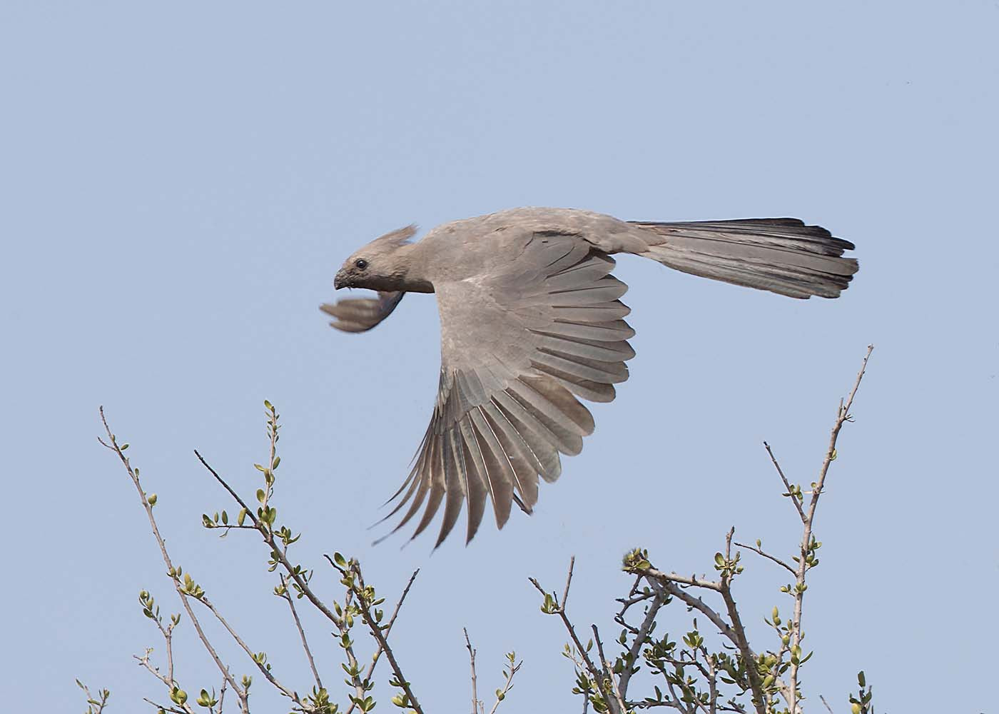 Canon EF 500mm F4L IS II USM sample photo. Go away bird photography