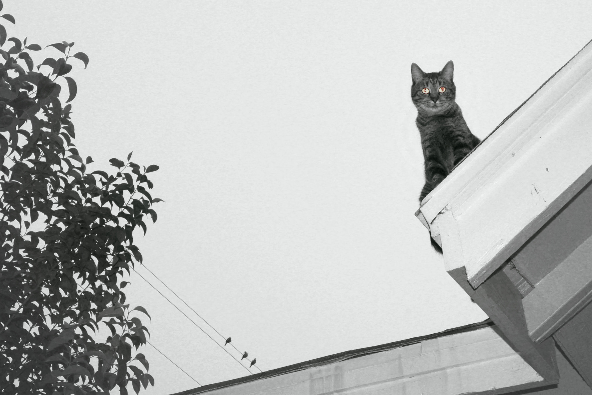 Canon EF-S 18-55mm F3.5-5.6 II sample photo. Spooky cat photography