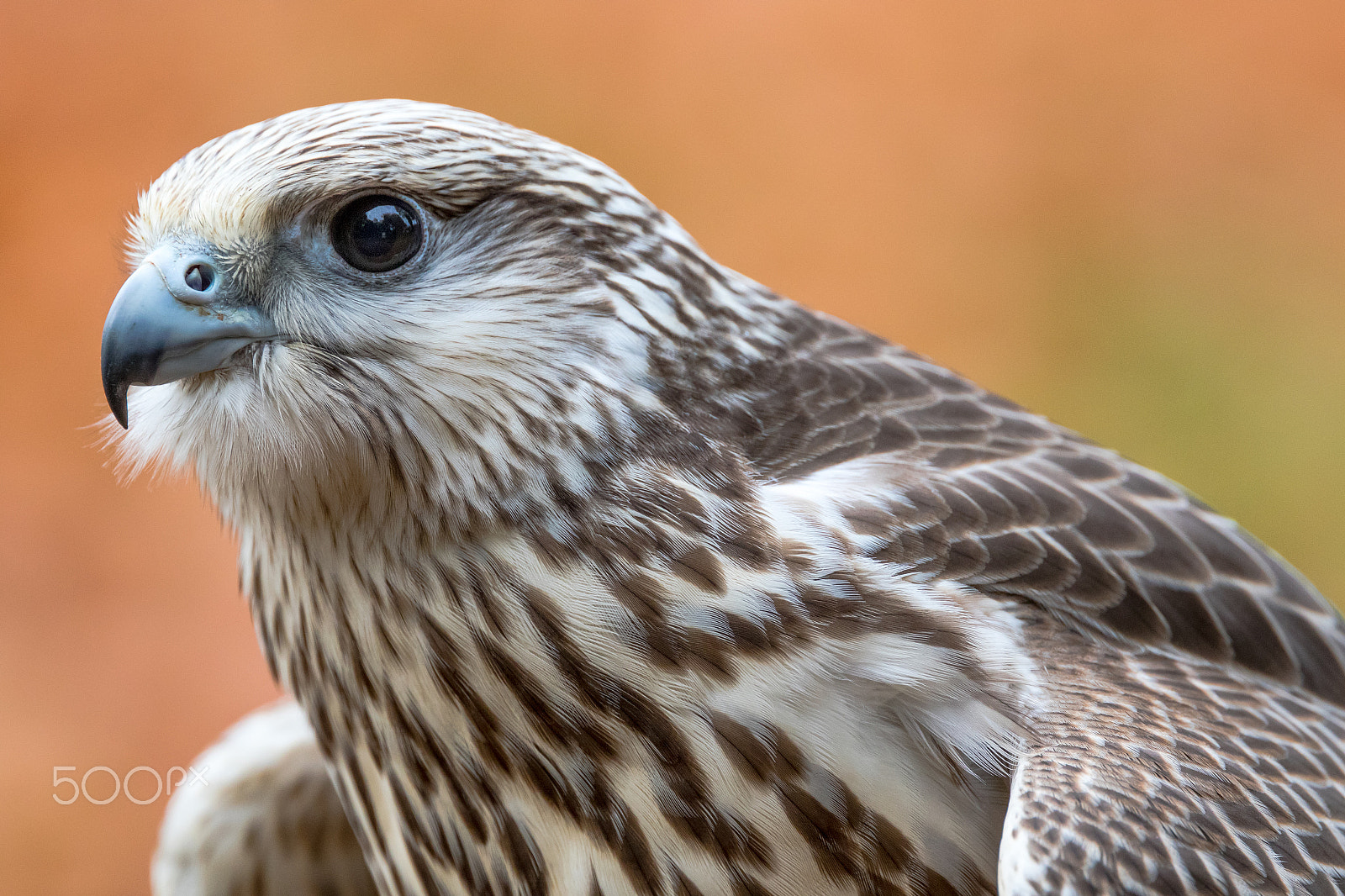 Canon EF 400mm F4 DO IS II USM sample photo. Common buzzard #2 photography