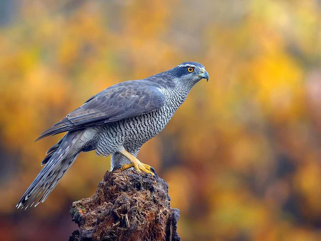 Canon EOS-1D X + Canon EF 600mm F4L IS II USM sample photo. Northern goshawk in autumn  photography