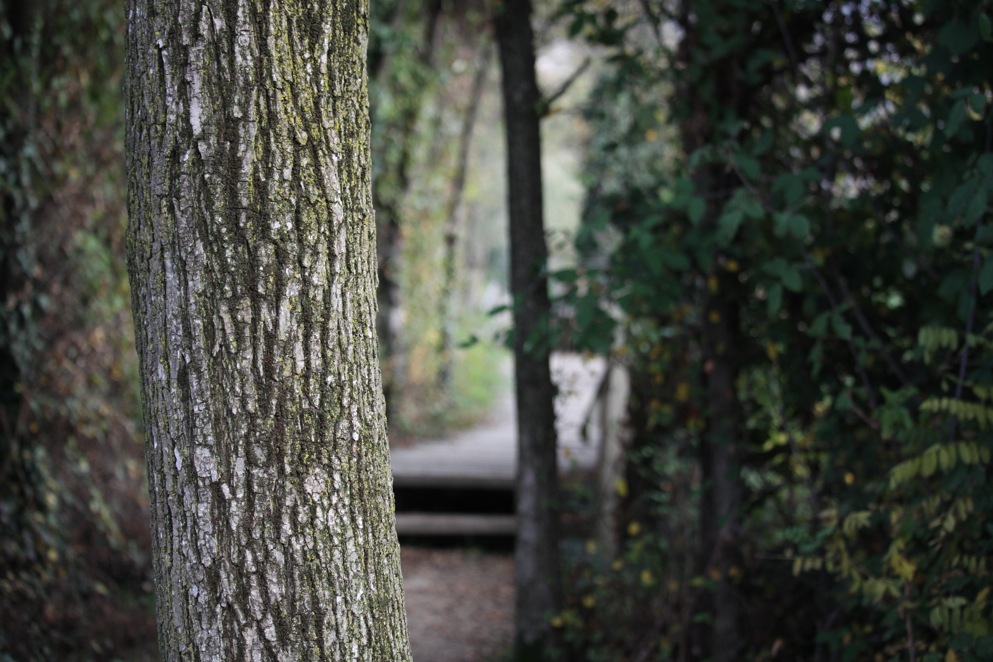 Canon EF-S 55-250mm F4-5.6 IS STM sample photo