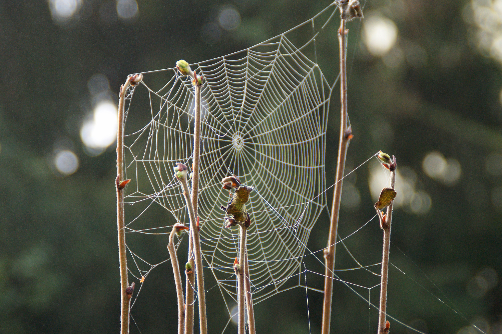 Sony Alpha DSLR-A290 sample photo. Morning dew in spider web photography