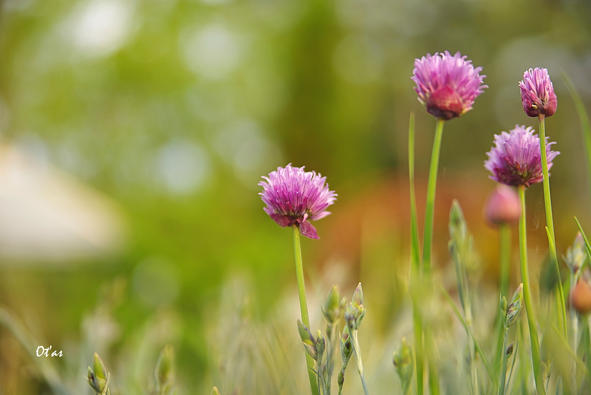 Pentax K-1 sample photo. Flowers photography