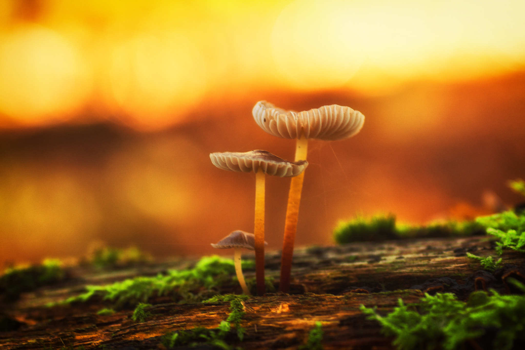Tamron SP AF 90mm F2.8 Di Macro sample photo. Mushrooms photography
