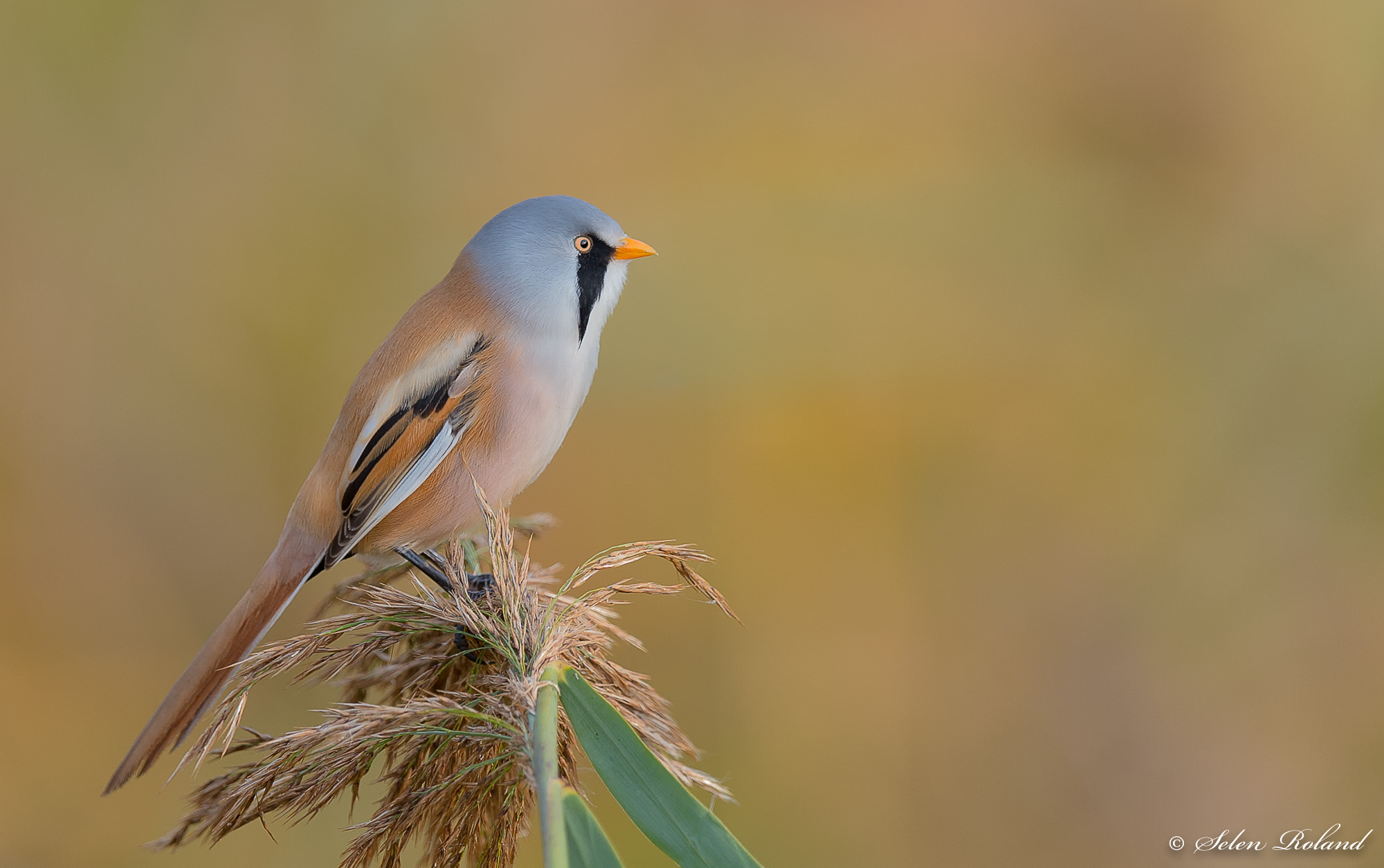 Nikon D4 + Nikon AF-S Nikkor 500mm F4G ED VR sample photo. Baardmannetje - bearded tit photography