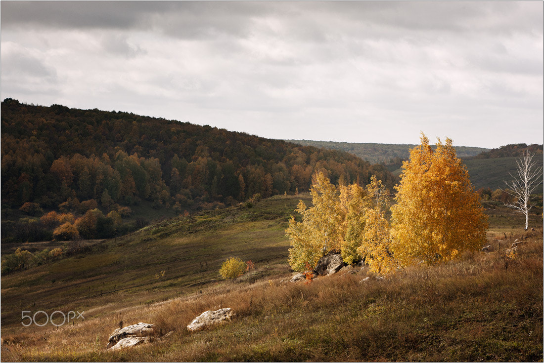 Canon EOS-1Ds Mark III sample photo. Осенние зарисовки photography