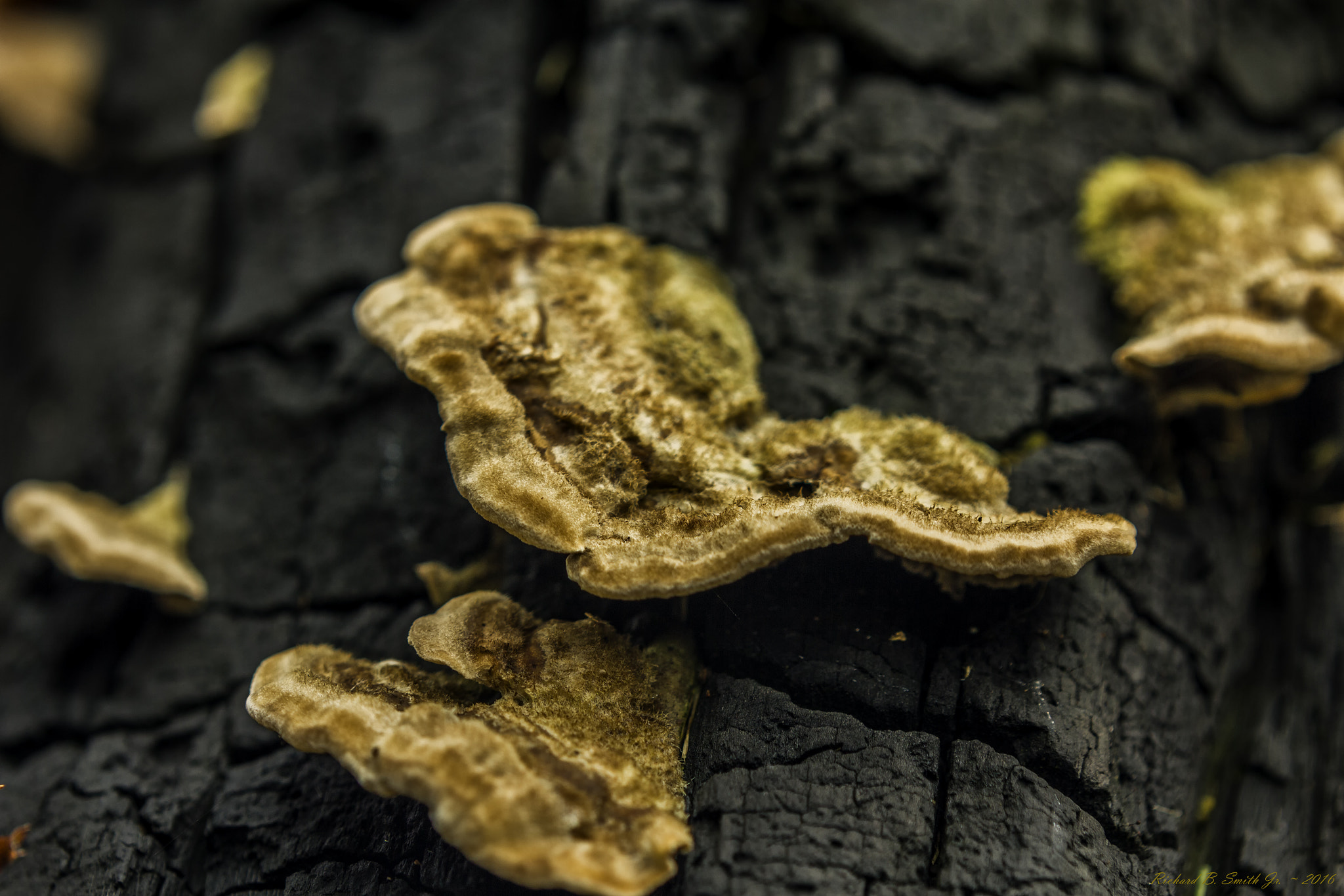 Canon EF-S 60mm F2.8 Macro USM sample photo. Gold on black photography