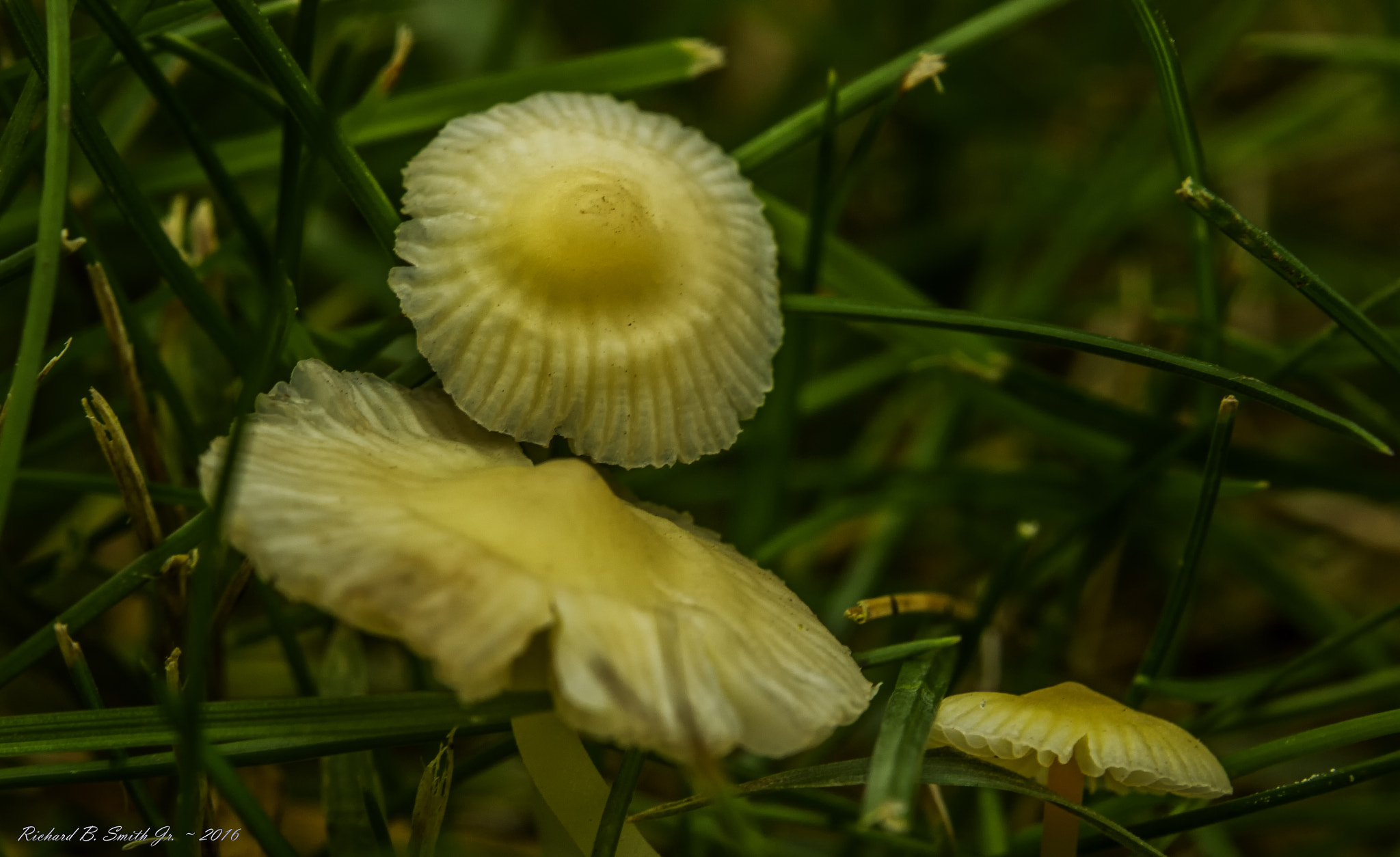 Canon EF-S 60mm F2.8 Macro USM sample photo. Three of a kind photography