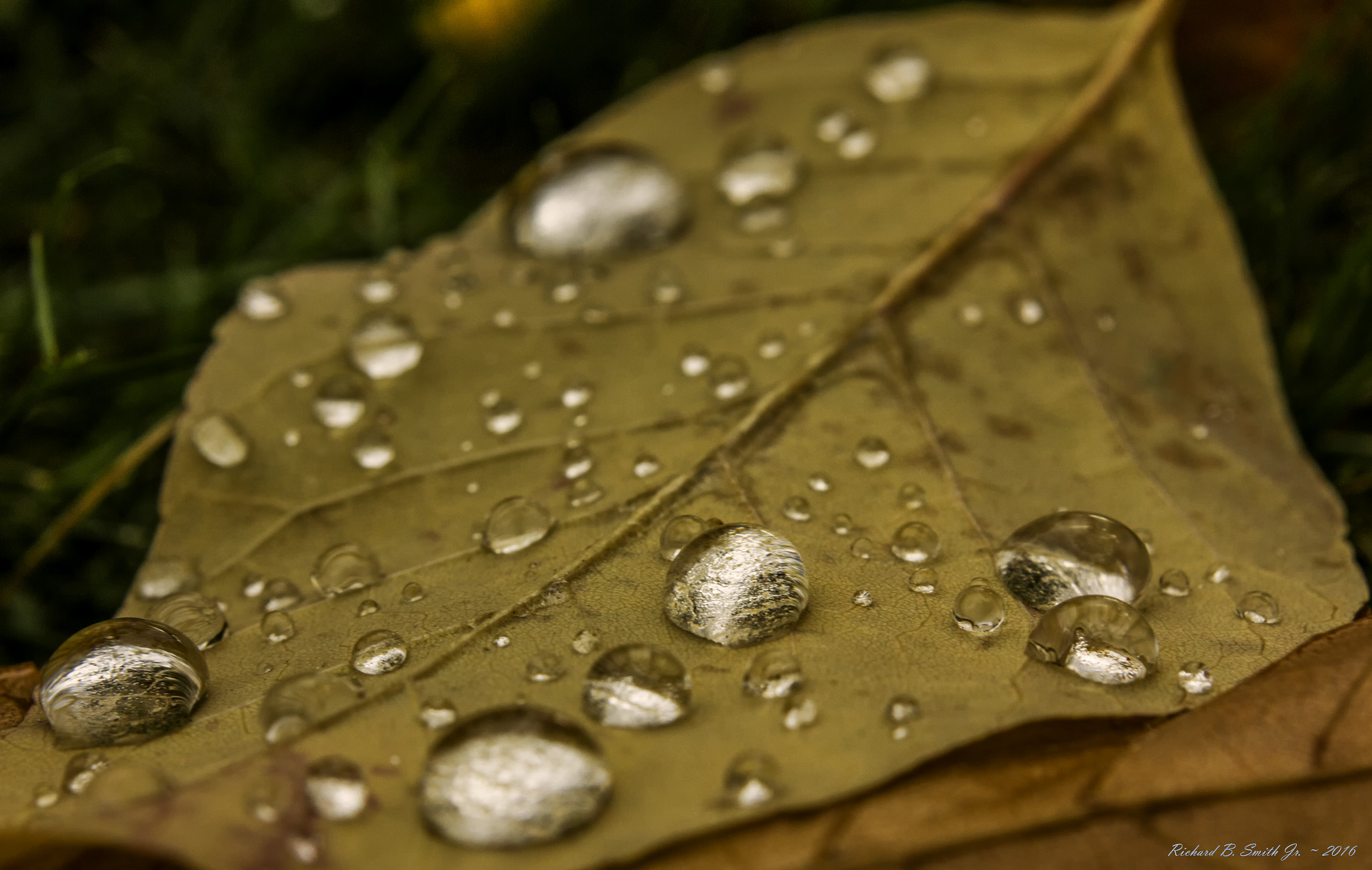 Canon EF-S 60mm F2.8 Macro USM sample photo. Drops of silver photography