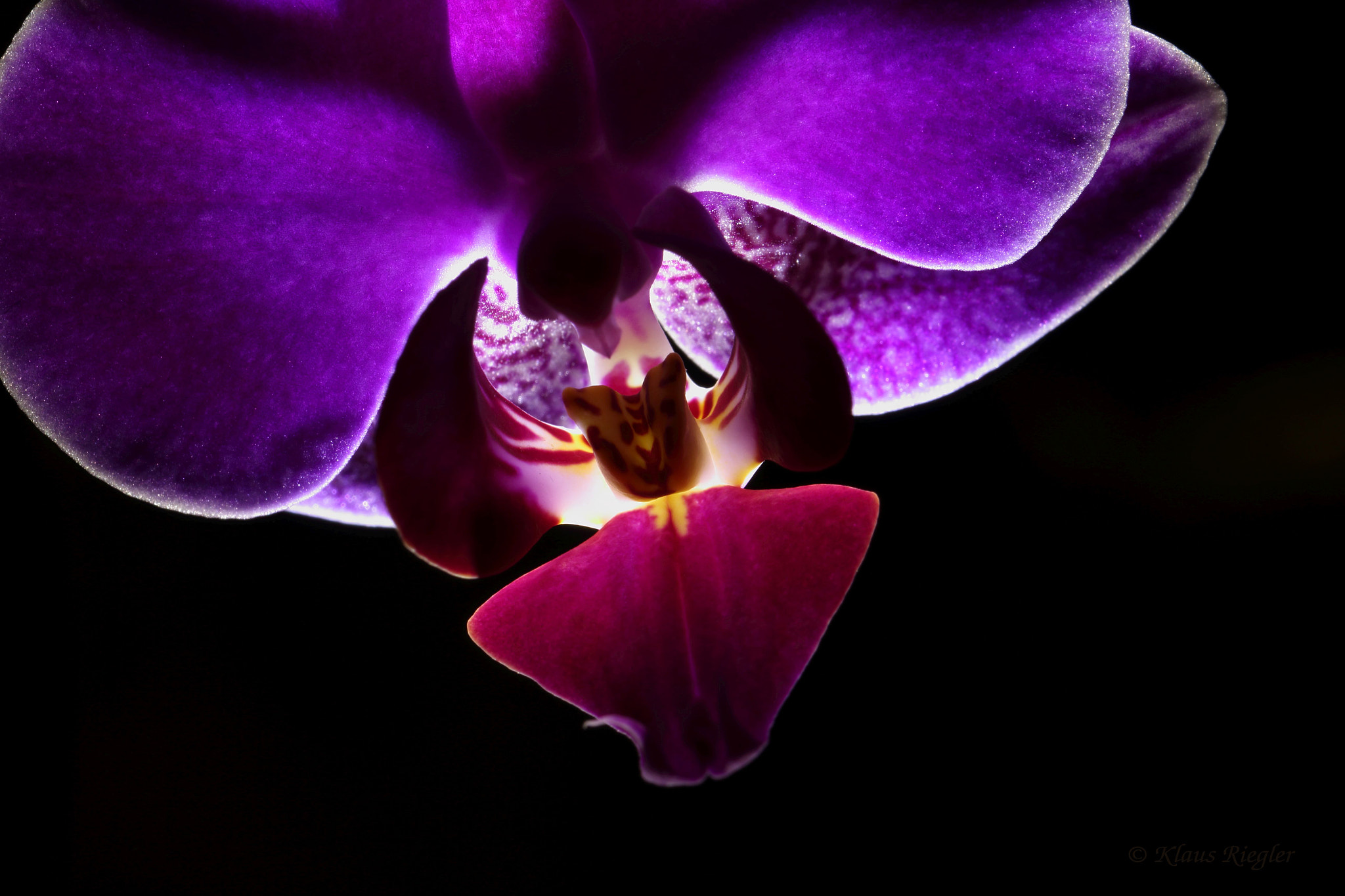 Canon EF 100mm F2.8L Macro IS USM sample photo. Blossom photography