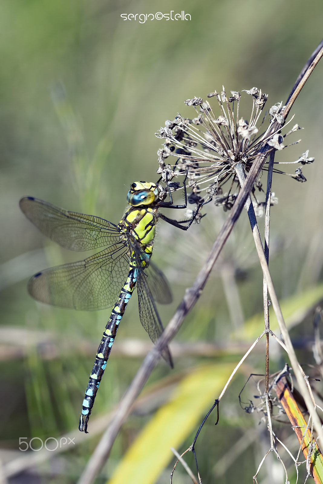 Nikon D610 + Sigma 150mm F2.8 EX DG Macro HSM sample photo. Cyanea lateral view____ photography